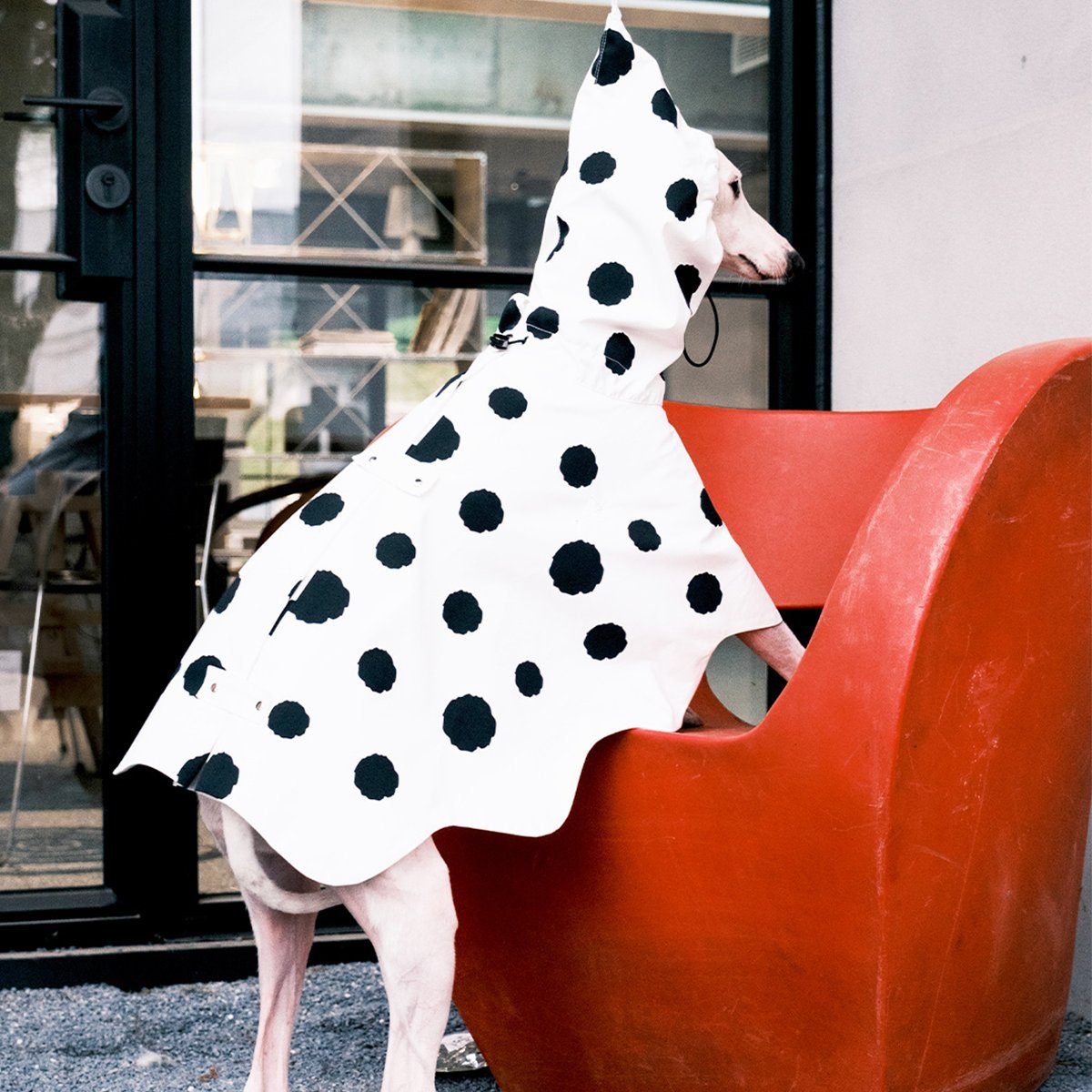 Polka Dots Raincoat Waterproof Jacket Greyhound Whippet (Pre - order 5 Days) - PIKAPIKA
