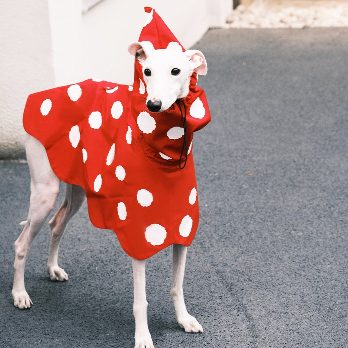 Polka Dots Raincoat Waterproof Jacket Greyhound Whippet (Pre - order 5 Days) - PIKAPIKA