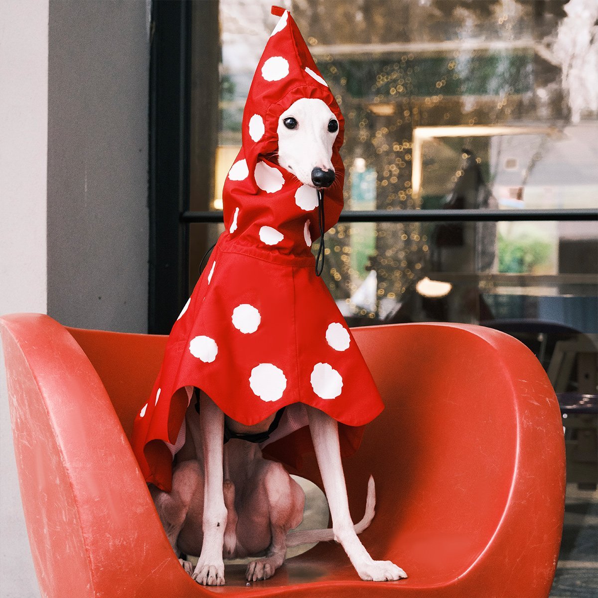 Polka Dots Raincoat Waterproof Jacket Greyhound Whippet (Pre - order 5 Days) - PIKAPIKA