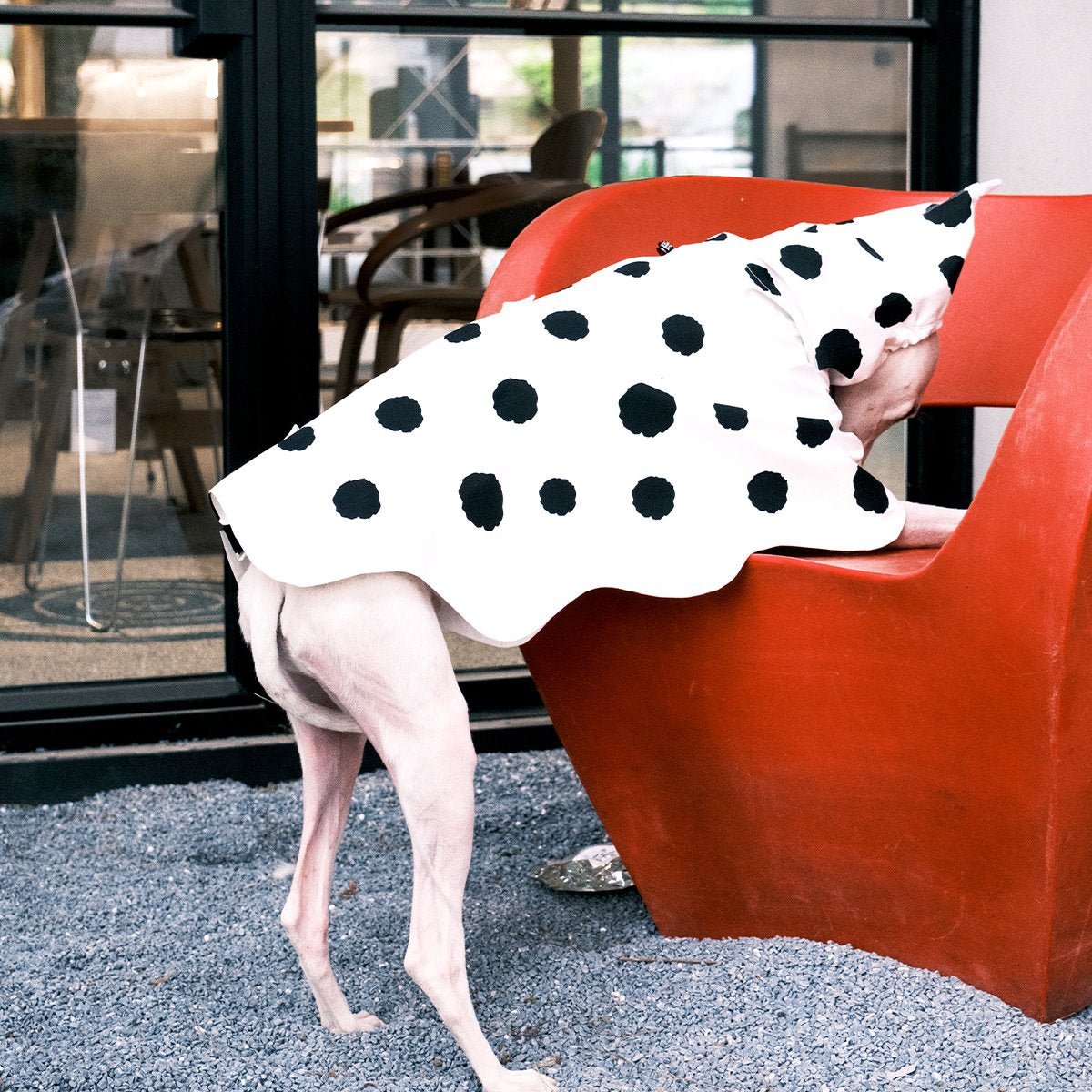Polka Dots Raincoat Waterproof Jacket Greyhound Whippet (Pre - order 5 Days) - PIKAPIKA