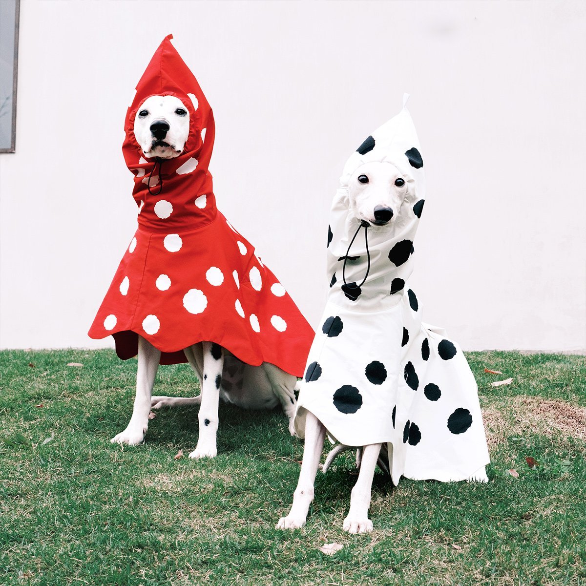 Polka Dots Raincoat Waterproof Jacket Greyhound Whippet (Pre - order 5 Days) - PIKAPIKA