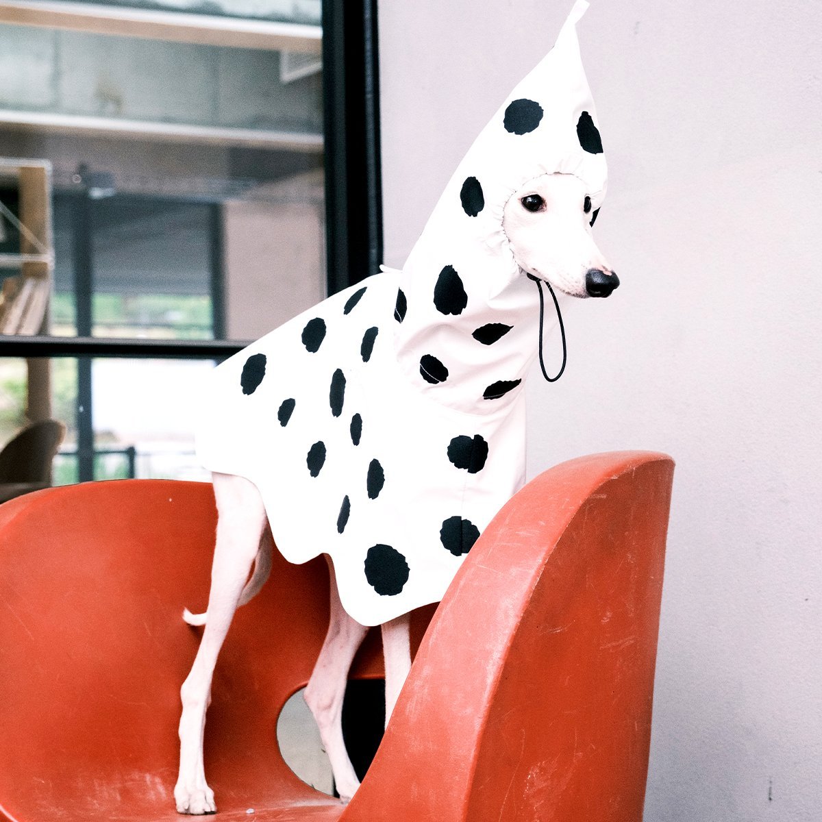 Polka Dots Raincoat Waterproof Jacket Greyhound Whippet (Pre - order 5 Days) - PIKAPIKA