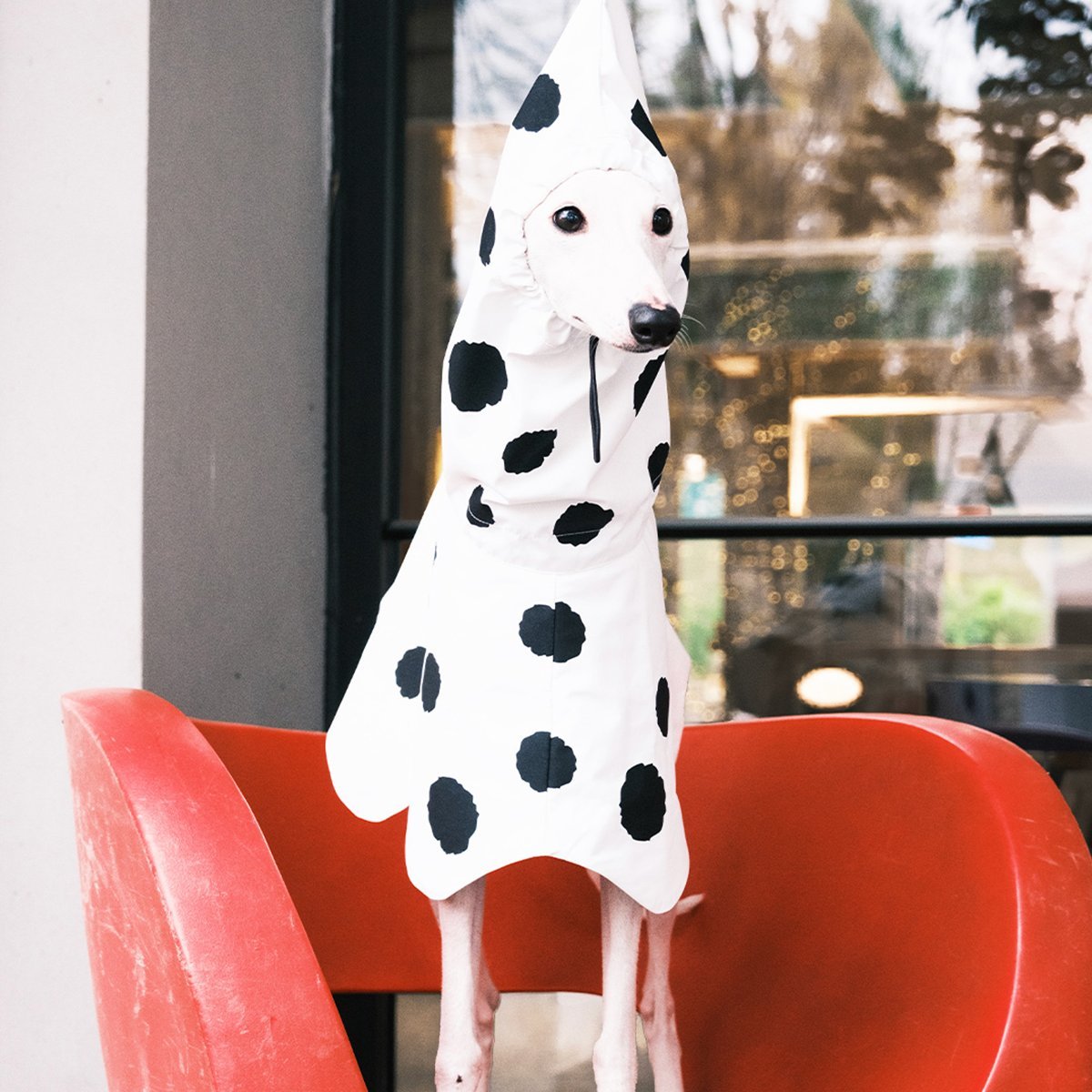 Polka Dots Raincoat Waterproof Jacket Greyhound Whippet (Pre - order 5 Days) - PIKAPIKA