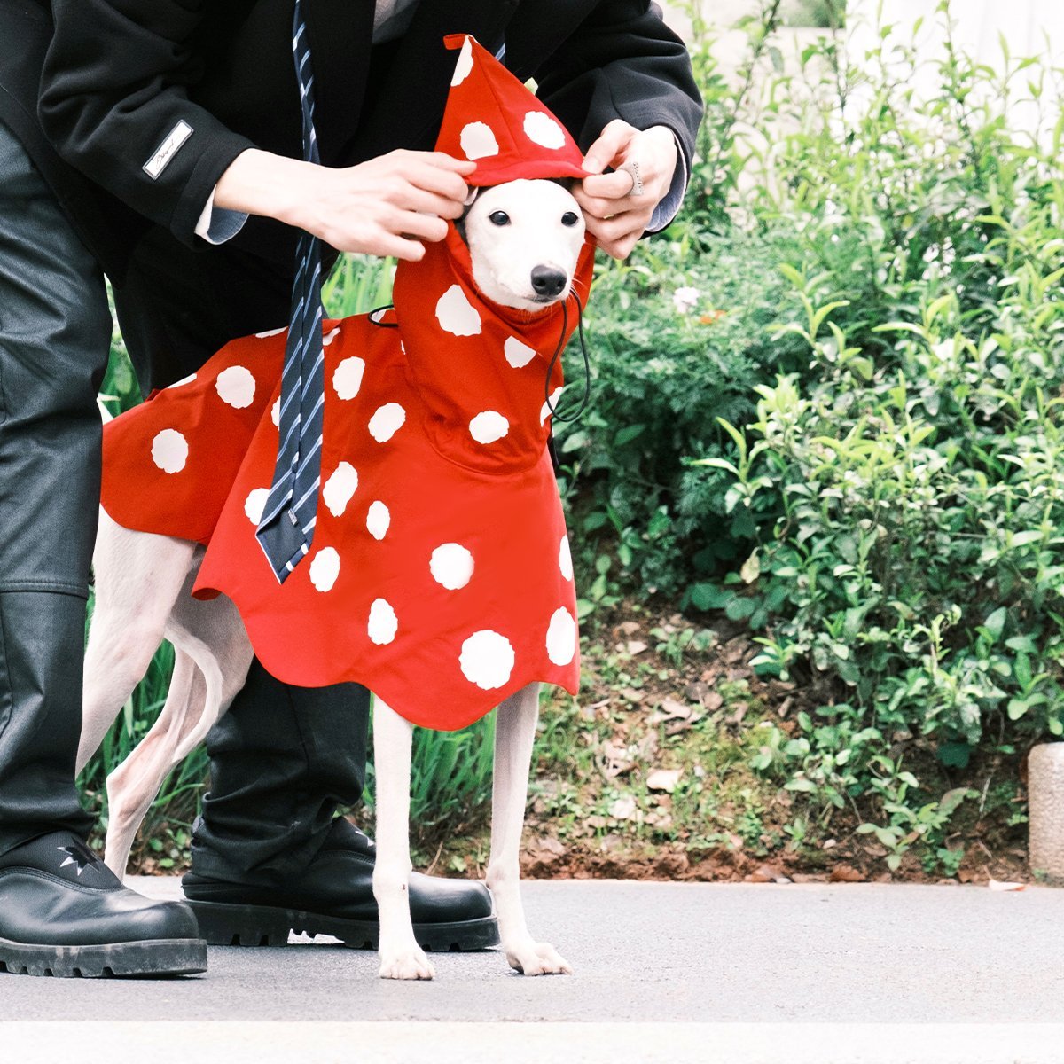 Polka Dots Raincoat Waterproof Jacket Greyhound Whippet (Pre - order 5 Days) - PIKAPIKA