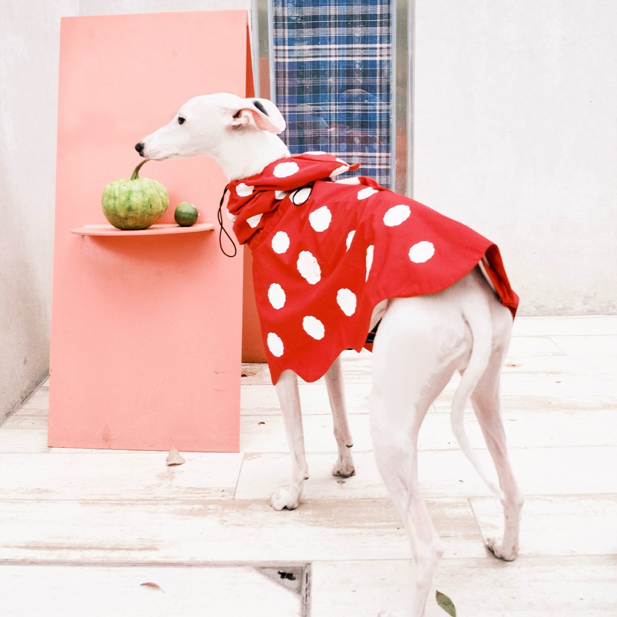 Polka Dots Raincoat Waterproof Jacket Greyhound Whippet (Pre - order 5 Days) - PIKAPIKA