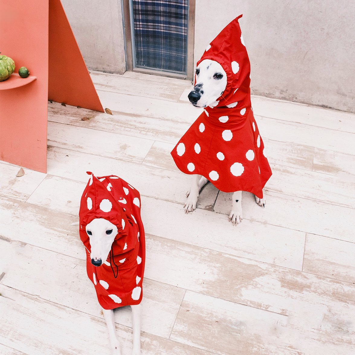 Polka Dots Raincoat Waterproof Jacket Greyhound Whippet (Pre - order 5 Days) - PIKAPIKA