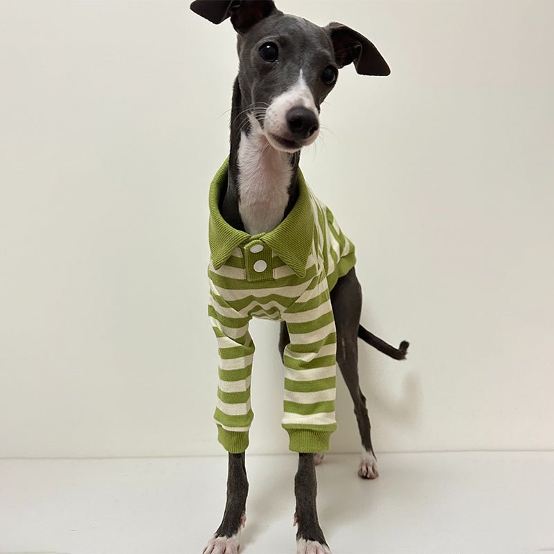 Polo Stripe Shirts for Italian Greyhound Whippet - PIKAPIKA