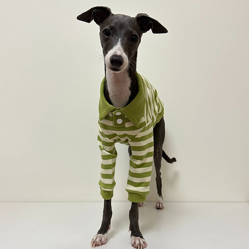 Polo Stripe Shirts for Italian Greyhound Whippet - PIKAPIKA