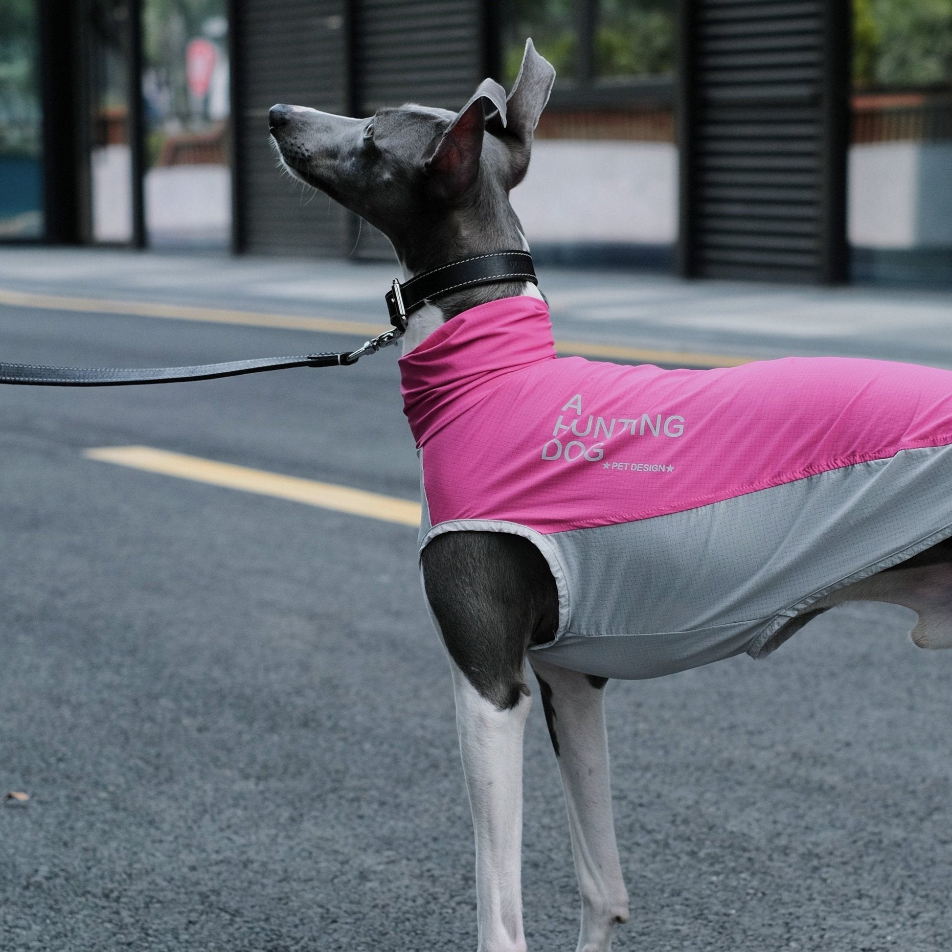 Quick - Dry Breathable Sleeveless Vest Italian Greyhounds Whippet Dog Clothes - PIKAPIKA