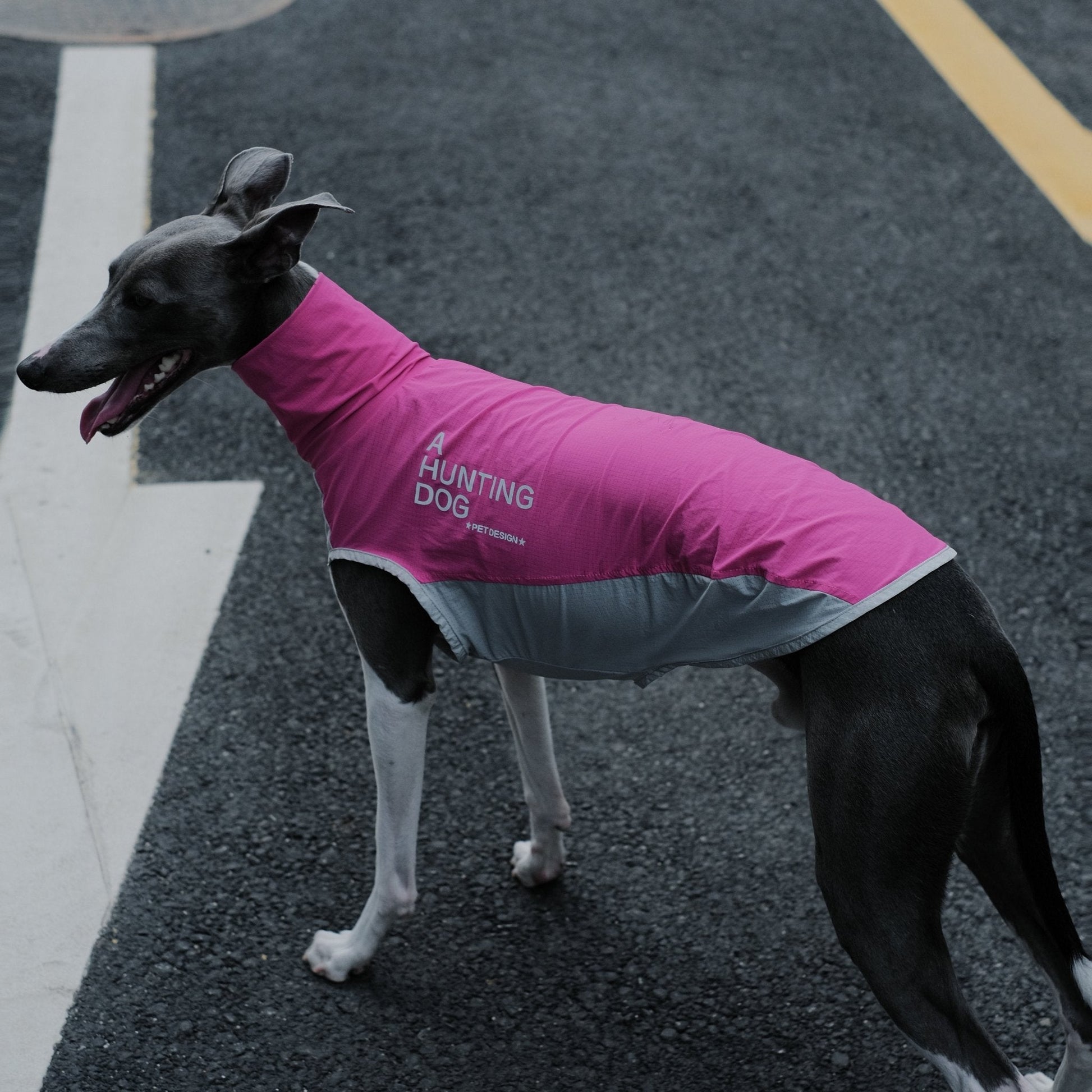 Quick - Dry Breathable Sleeveless Vest Italian Greyhounds Whippet Dog Clothes - PIKAPIKA
