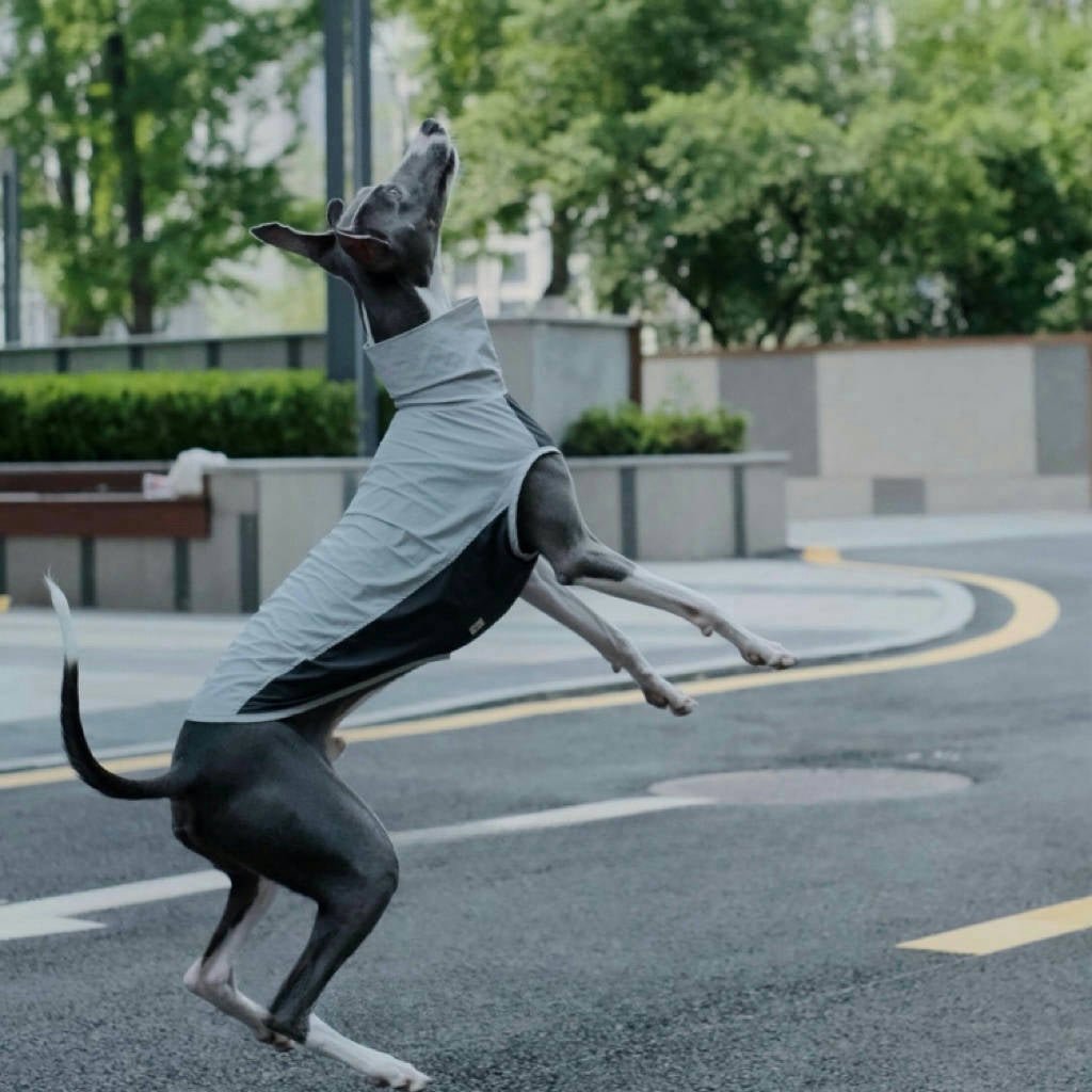 Quick - Dry Breathable Sleeveless Vest Italian Greyhounds Whippet Dog Clothes - PIKAPIKA