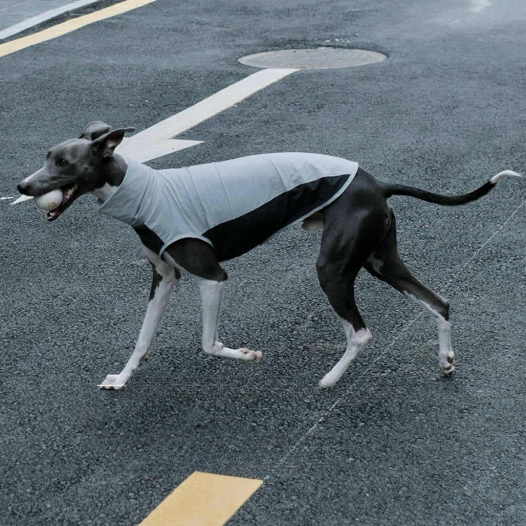 Quick - Dry Breathable Sleeveless Vest Italian Greyhounds Whippet Dog Clothes - PIKAPIKA