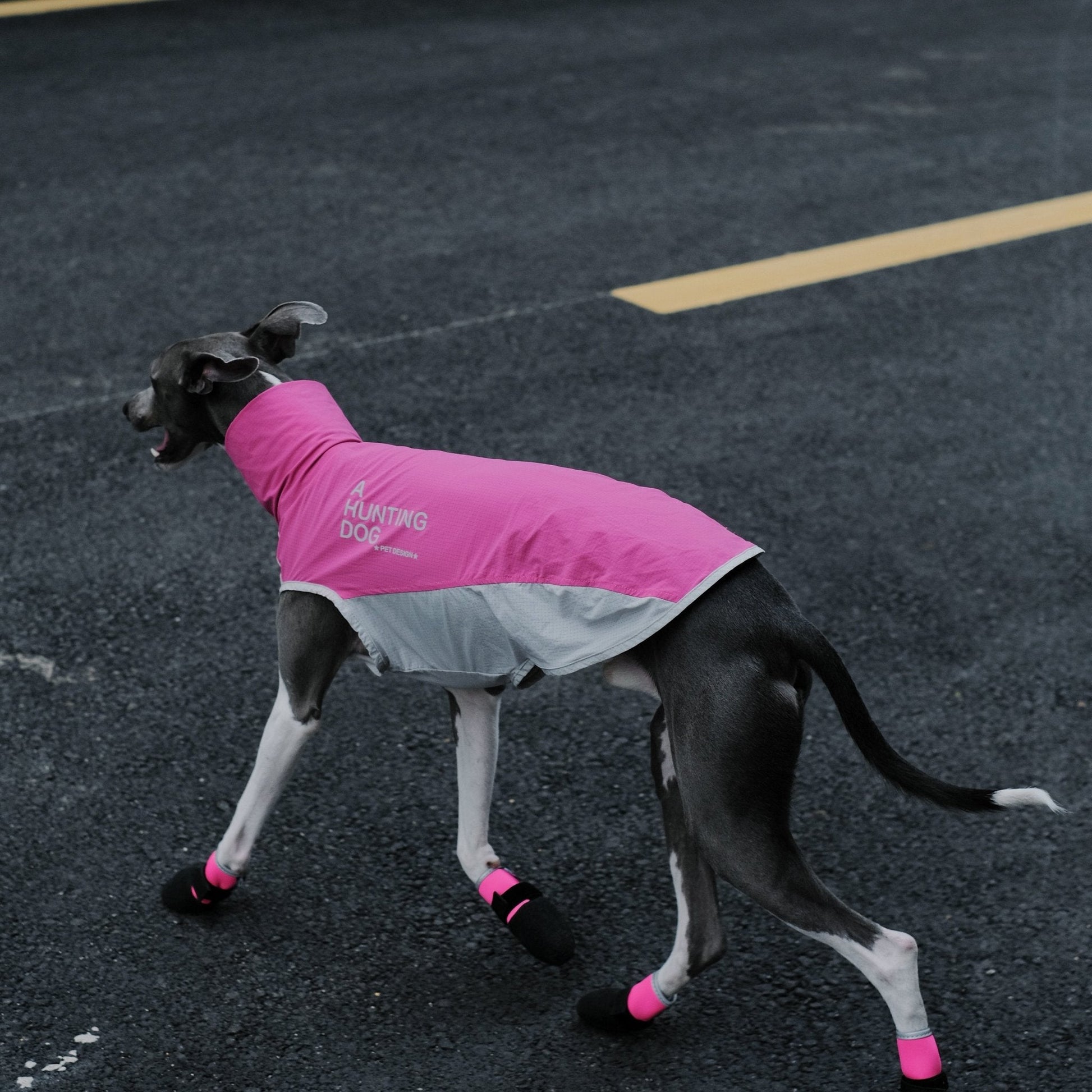 Quick - Dry Breathable Sleeveless Vest Italian Greyhounds Whippet Dog Clothes - PIKAPIKA