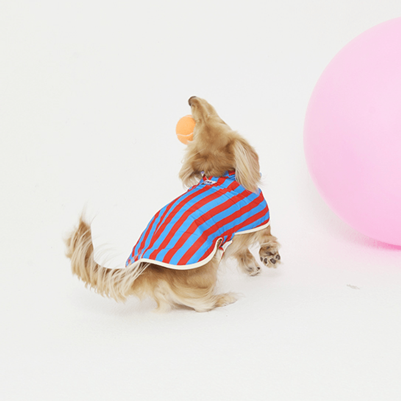 Raincoat Reversible Cape Jacket Small Dog Italian Greyhound Blue+Red Stripe - PIKAPIKA