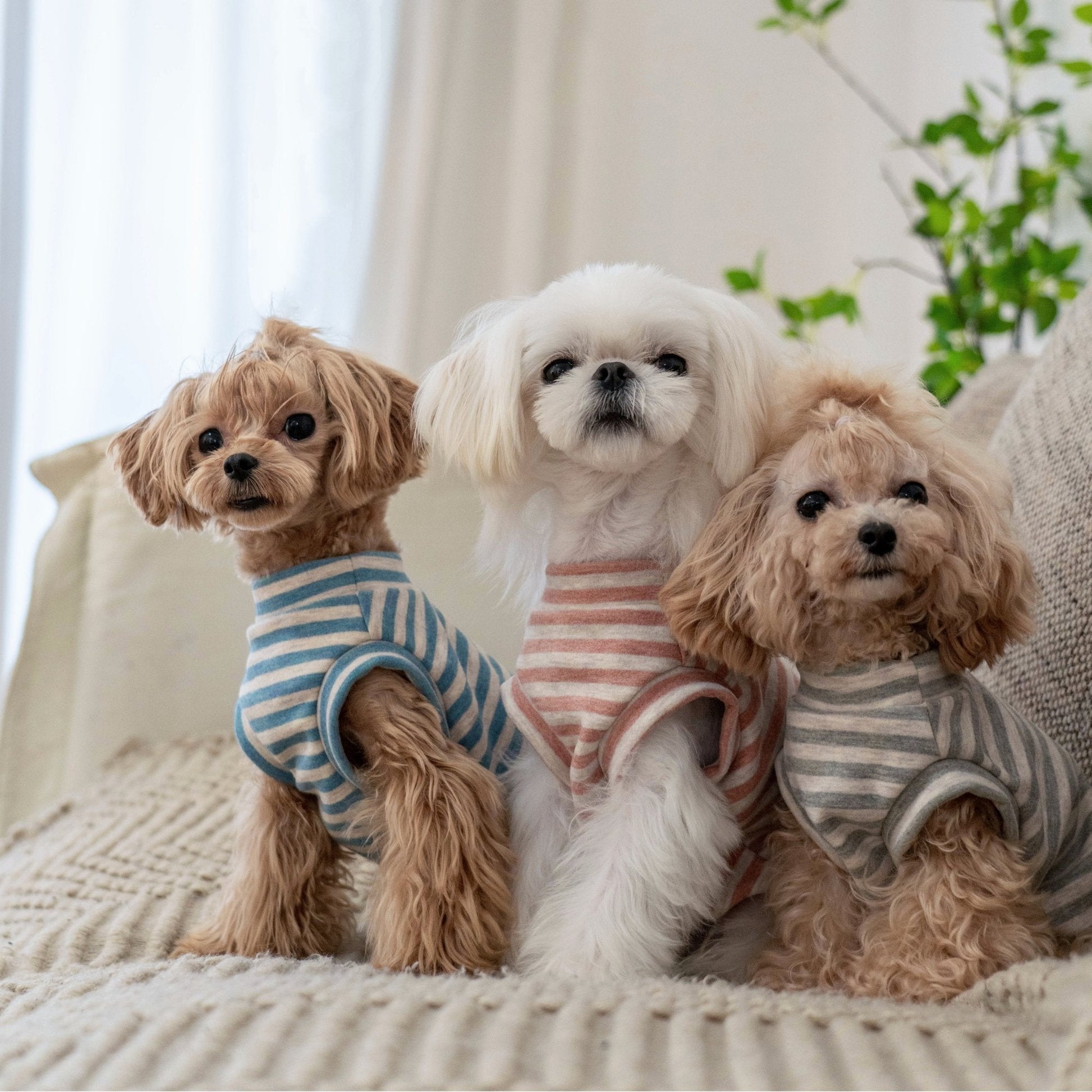 Self Heating Thermal Sweatshirt Vest for Toy Dogs - PIKAPIKA