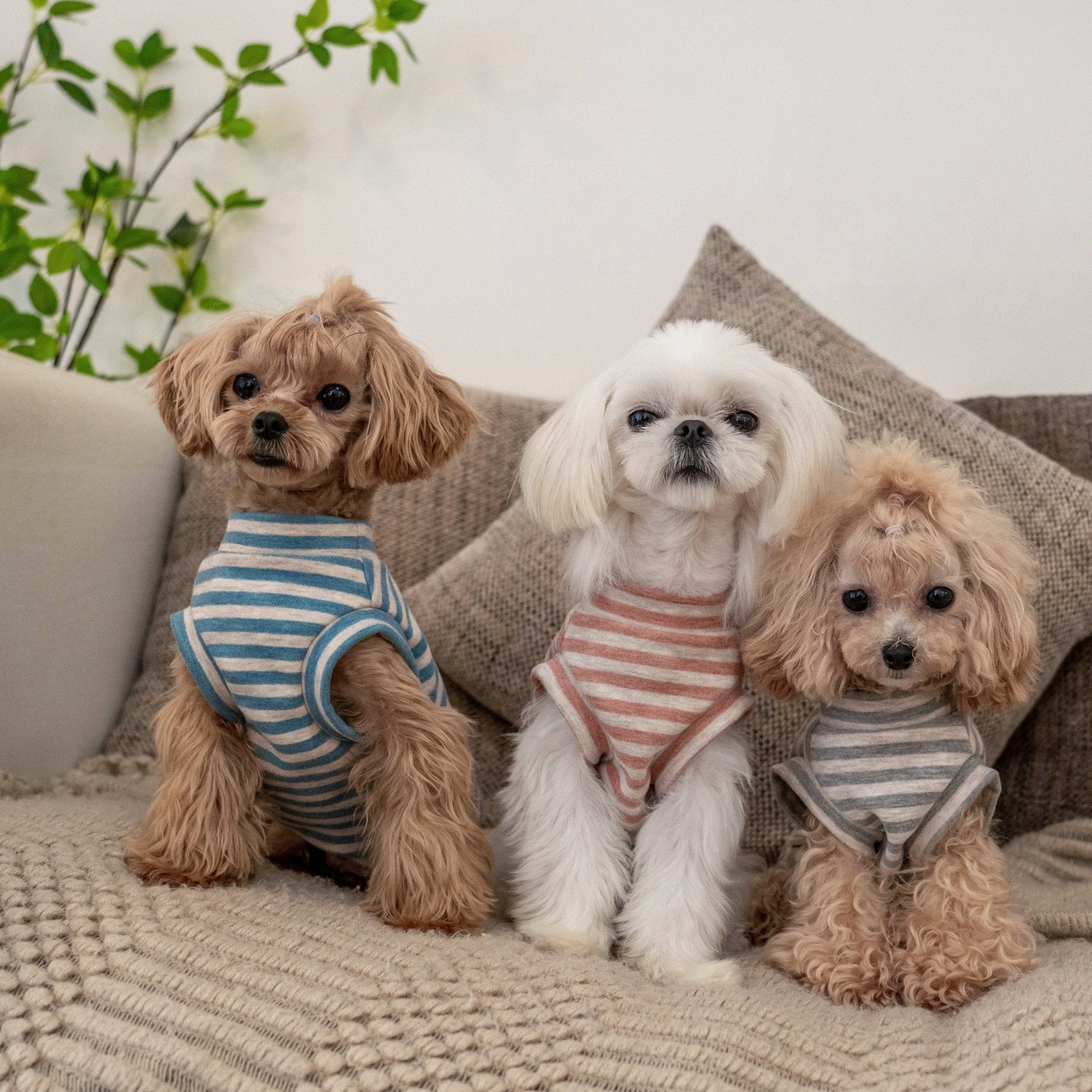 Self Heating Thermal Sweatshirt Vest for Toy Dogs - PIKAPIKA
