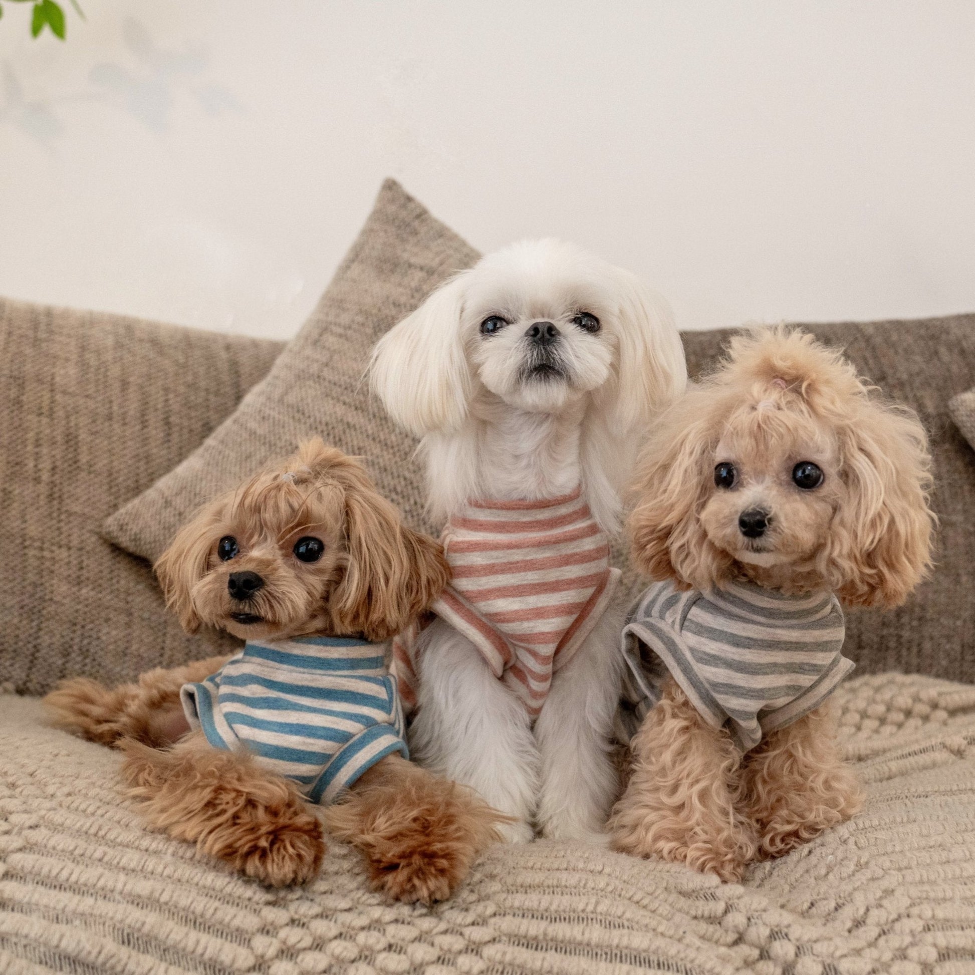 Self Heating Thermal Sweatshirt Vest for Toy Dogs - PIKAPIKA