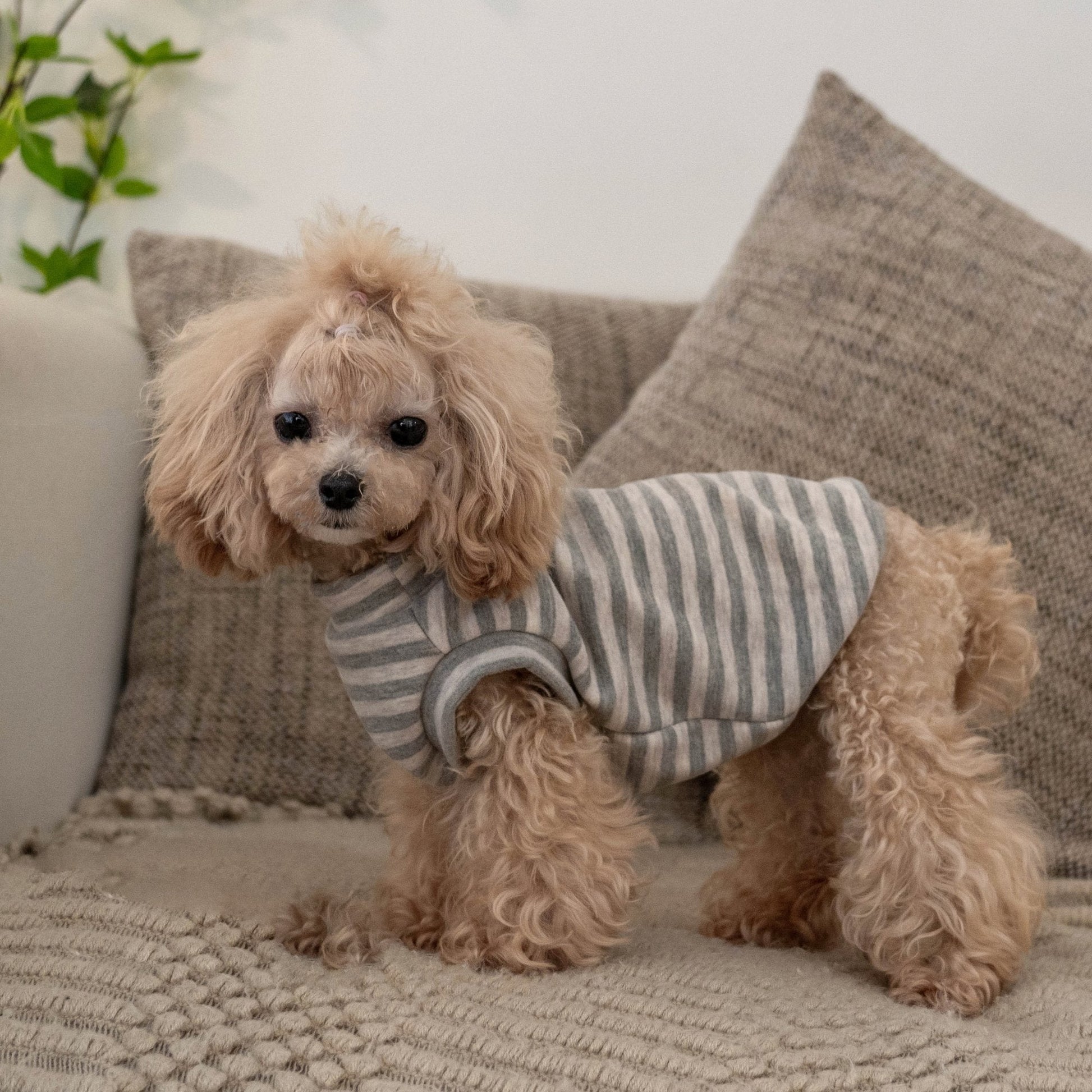 Self Heating Thermal Sweatshirt Vest for Toy Dogs - PIKAPIKA