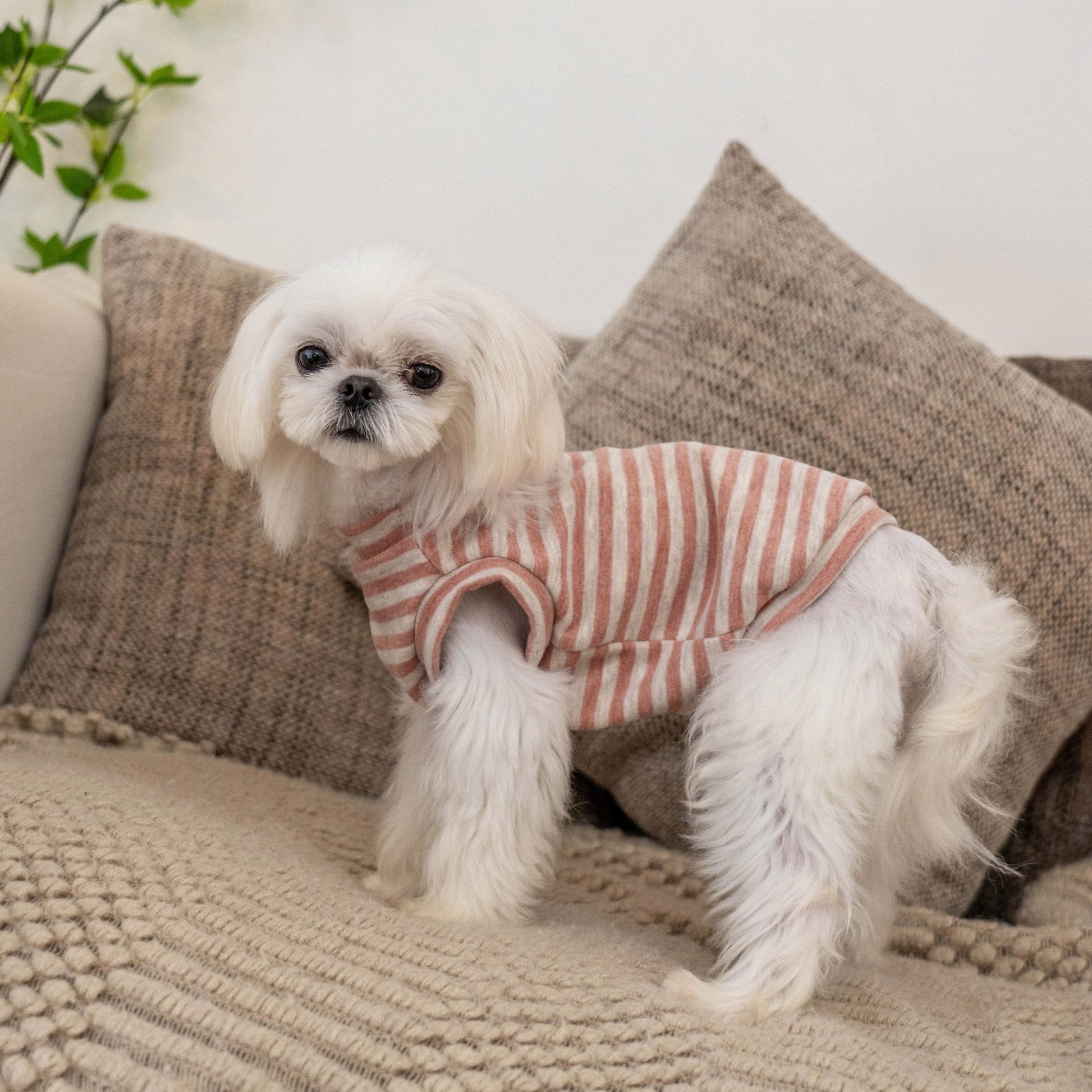 Self Heating Thermal Sweatshirt Vest for Toy Dogs - PIKAPIKA