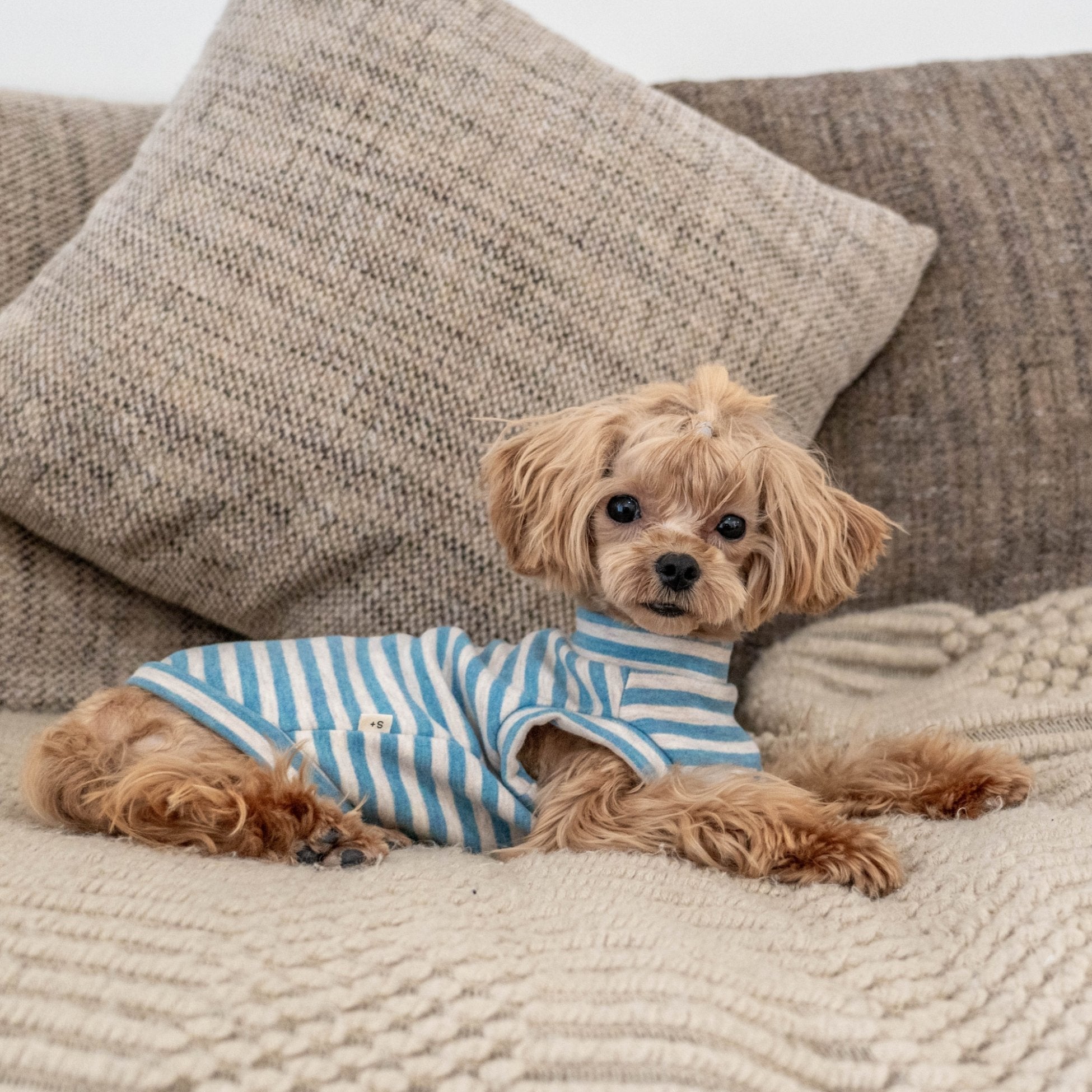 Self Heating Thermal Sweatshirt Vest for Toy Dogs - PIKAPIKA