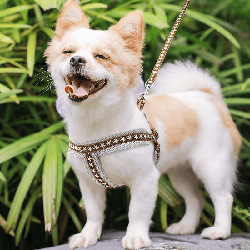 Small Dog Harness with Leash Vest - Style Set - PIKAPIKA