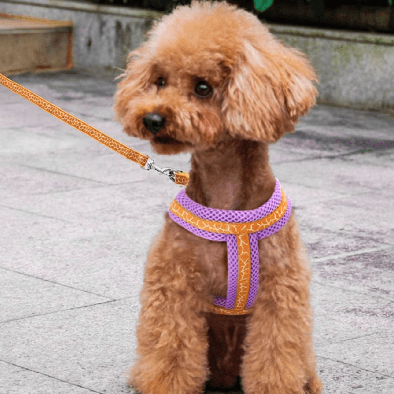 Small Dog Harness with Leash Vest - Style Set - PIKAPIKA