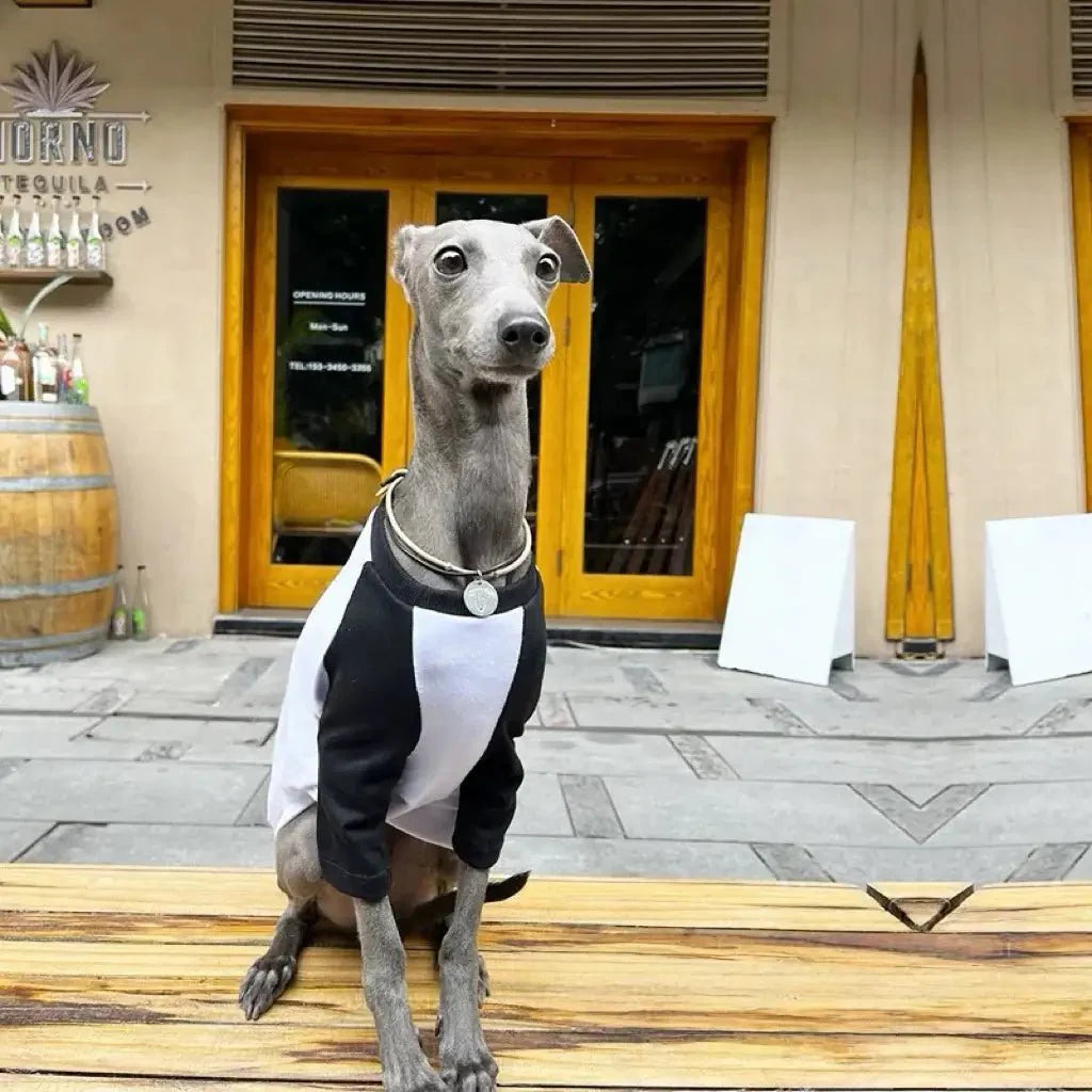 Soft Lightweight Colorblock Dog T-Shirt For Italian Greyhound - PIKAPIKA