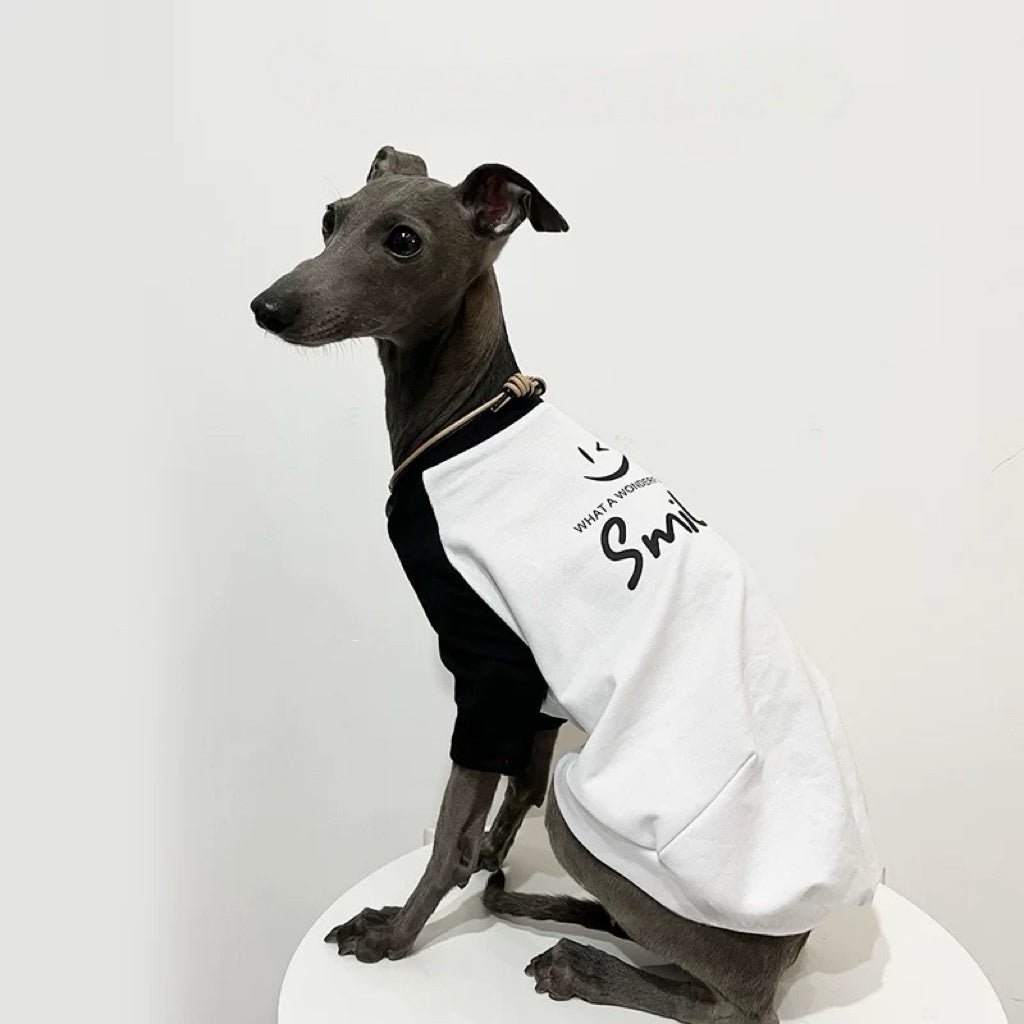 Soft Lightweight Colorblock Dog T-Shirt For Italian Greyhound - PIKAPIKA