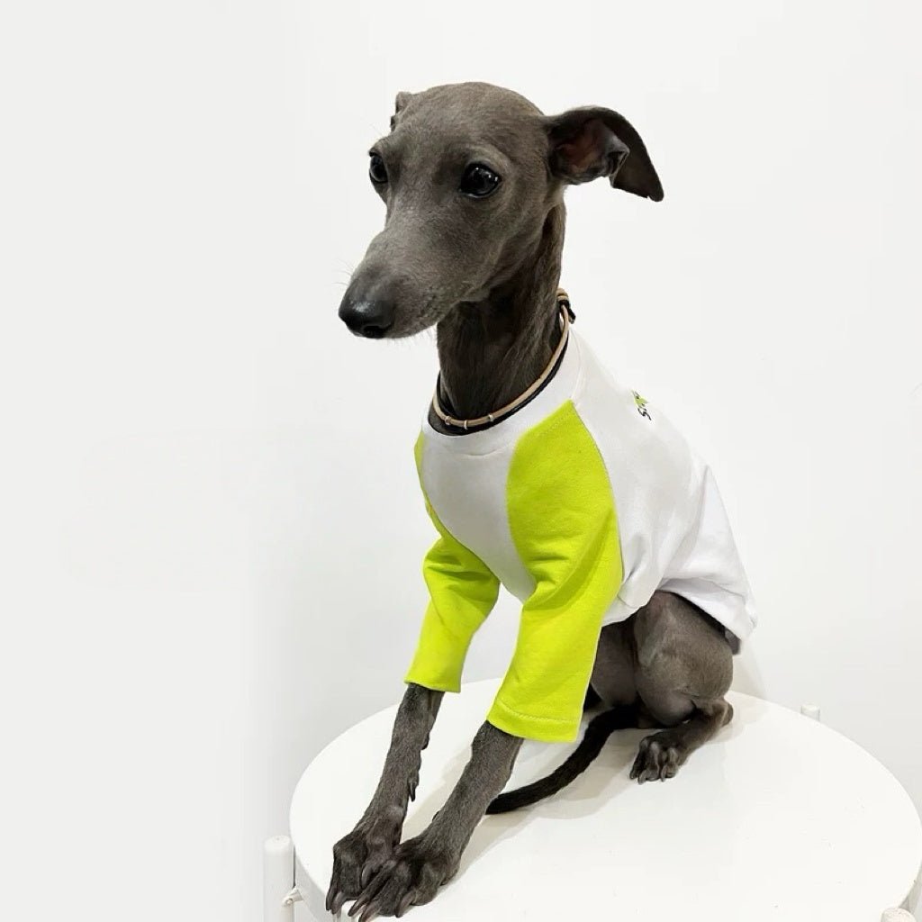 Soft Lightweight Colorblock Dog T-Shirt For Italian Greyhound - PIKAPIKA