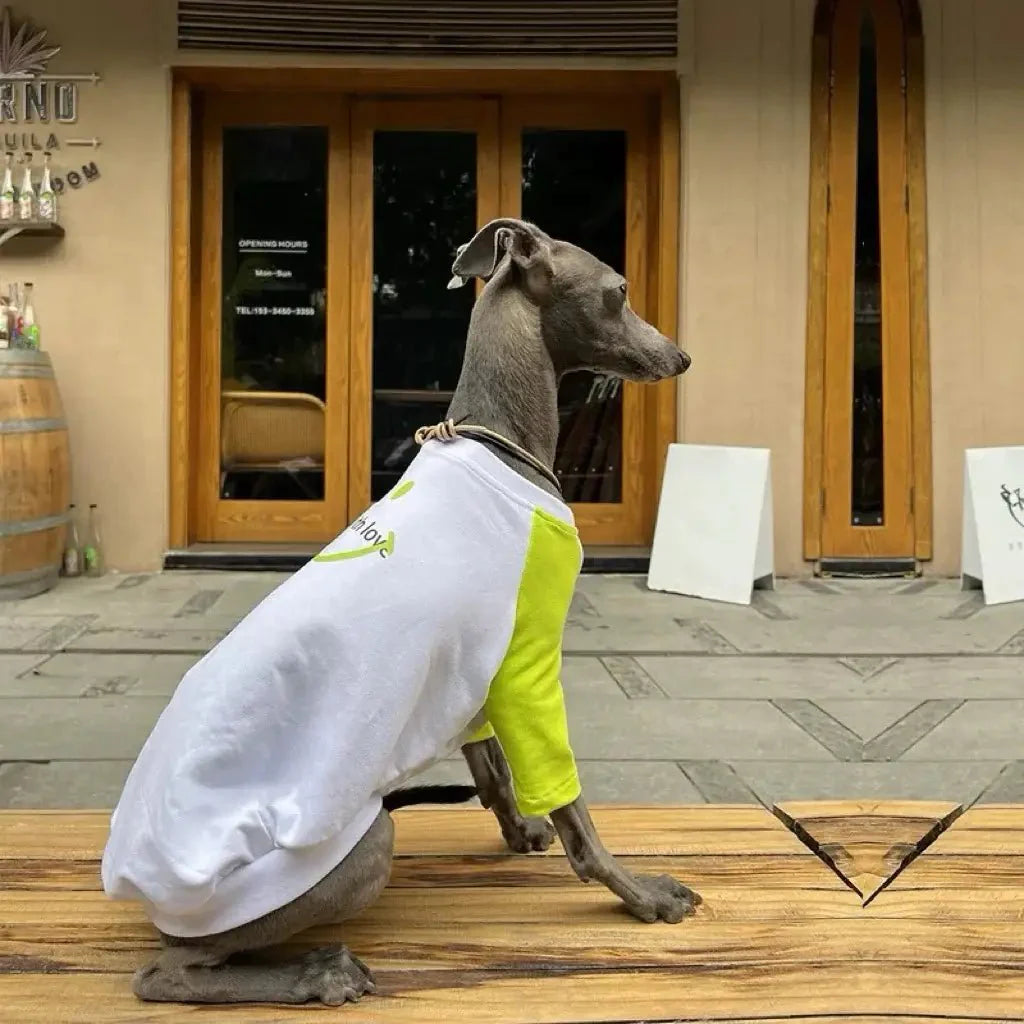 Soft Lightweight Colorblock Dog T-Shirt For Italian Greyhound - PIKAPIKA