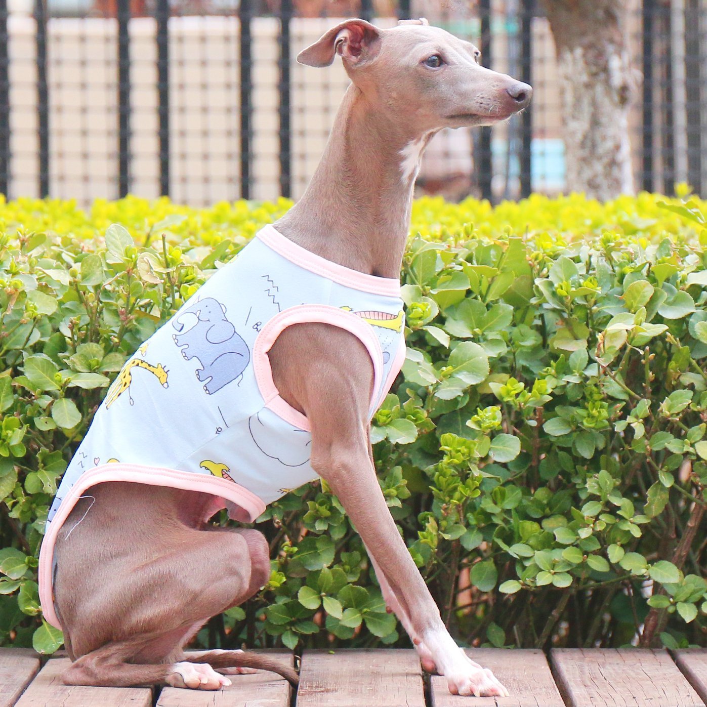Soft Stretchy Floral Vest for Italian Greyhounds - PIKAPIKA
