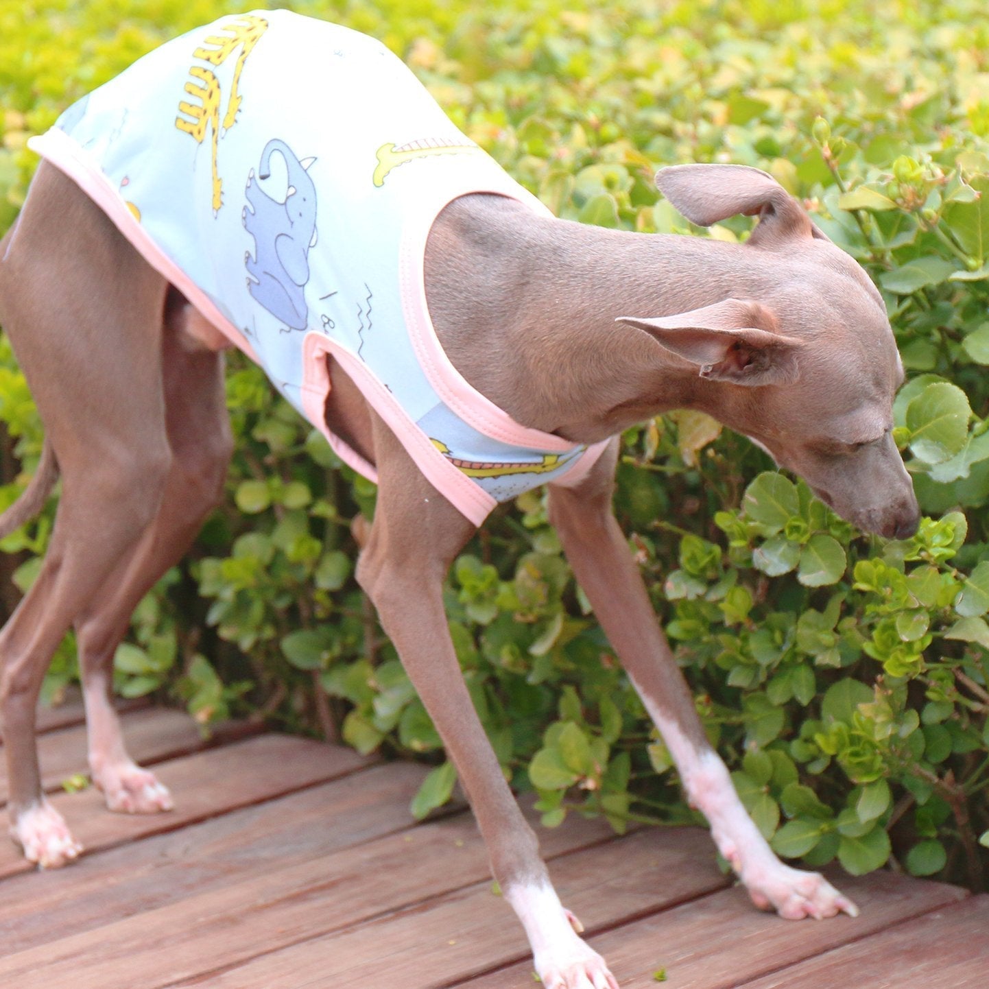 Soft Stretchy Floral Vest for Italian Greyhounds - PIKAPIKA
