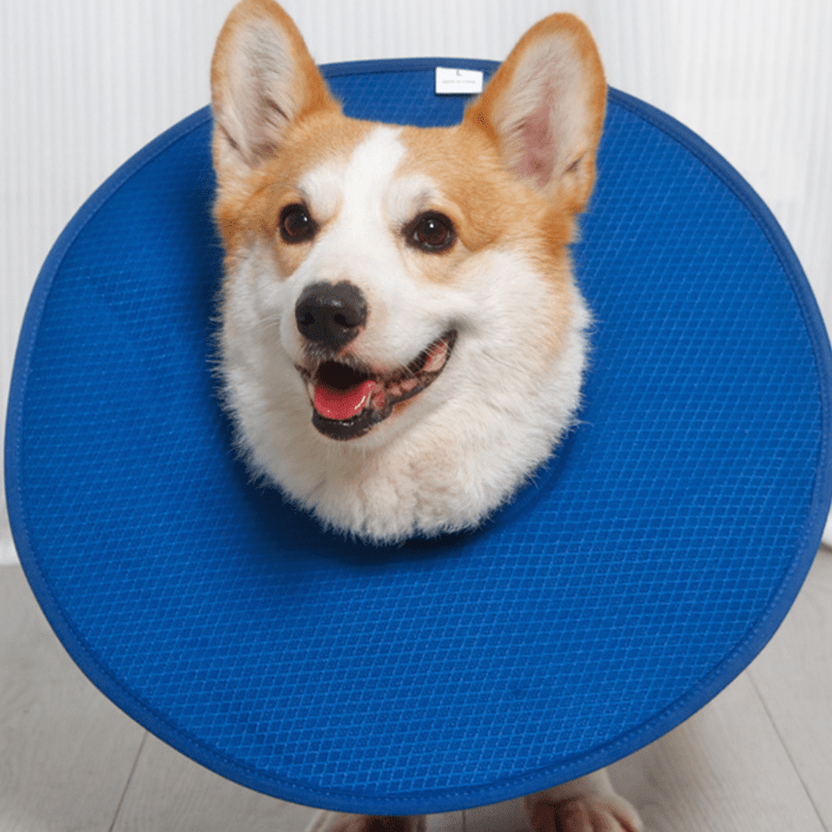 Soft Waterproof Dog Recovery Collar - PIKAPIKA