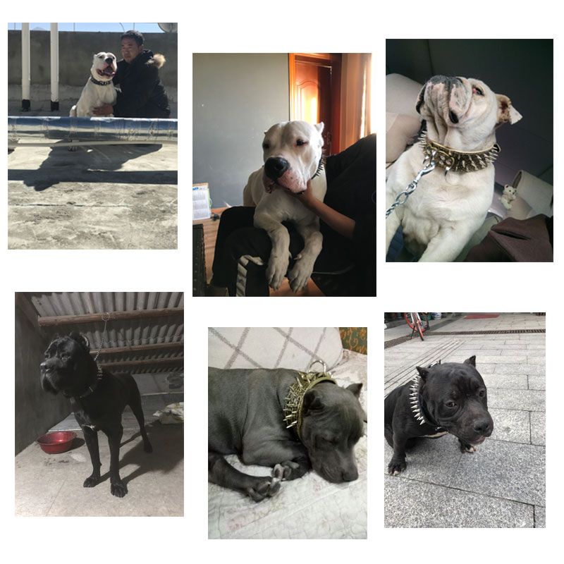 Spiked Dog Collar for Large Breeds Leather Adjustable - PIKAPIKA