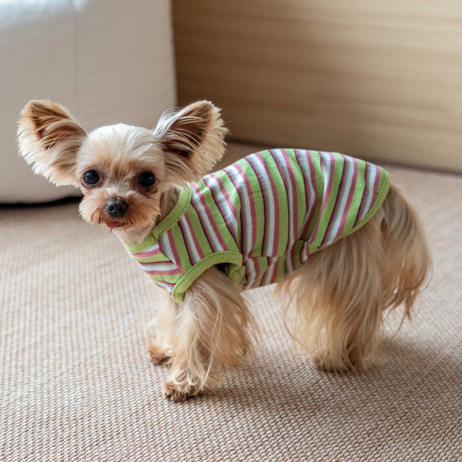 Stretchy Cotton Tank Top for Toy Dogs like Maltese and Yorkie - PIKAPIKA