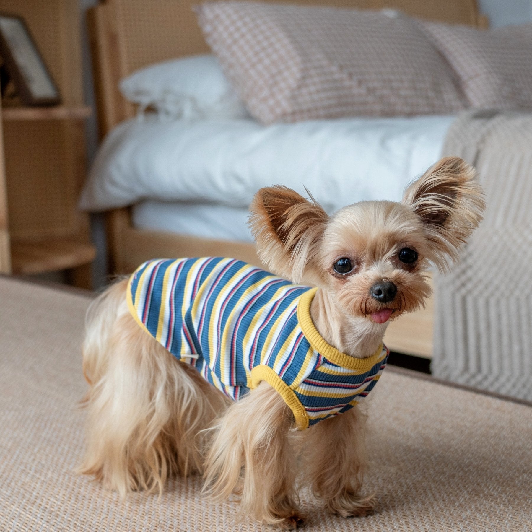 Stretchy Cotton Tank Top for Toy Dogs like Maltese and Yorkie - PIKAPIKA