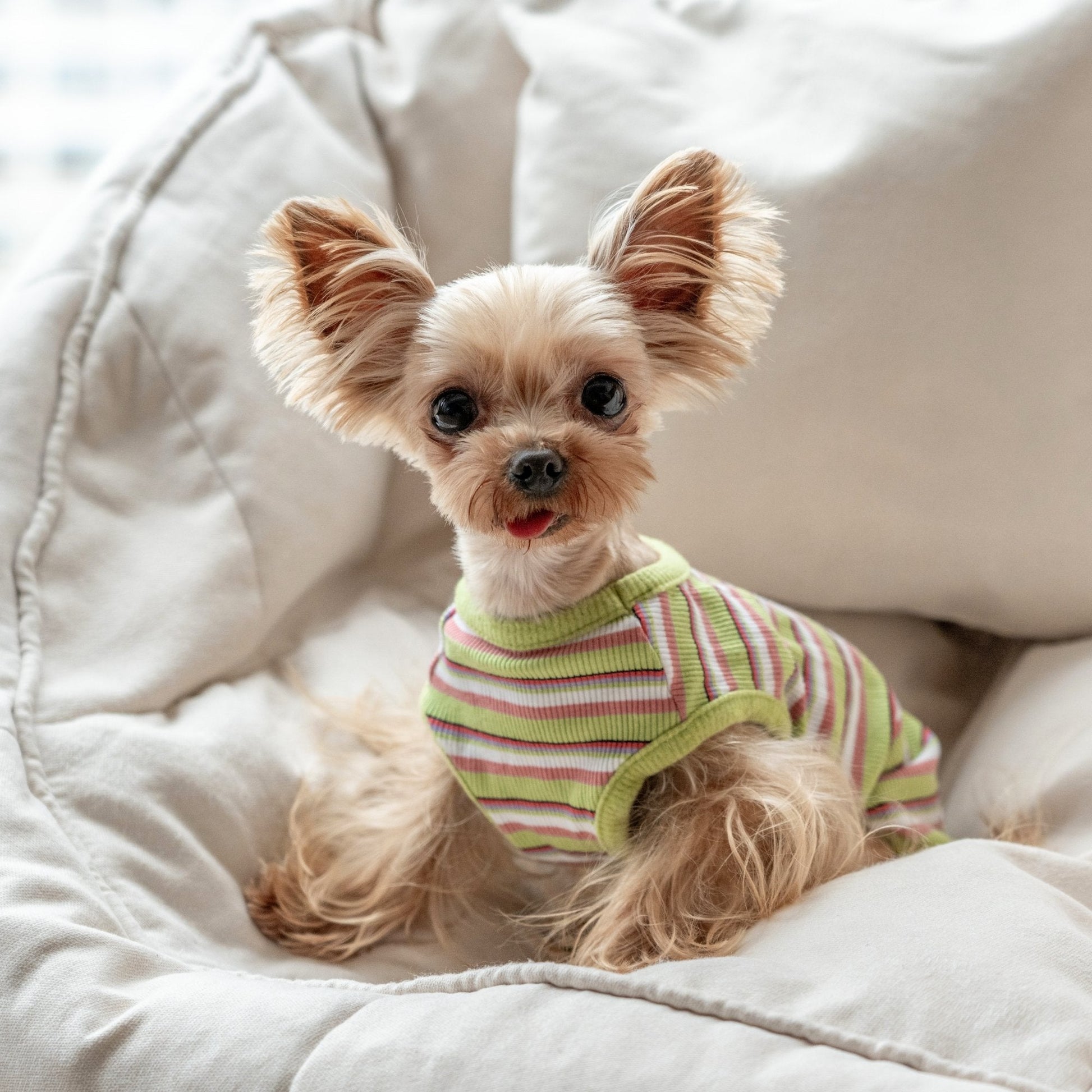 Stretchy Cotton Tank Top for Toy Dogs like Maltese and Yorkie - PIKAPIKA