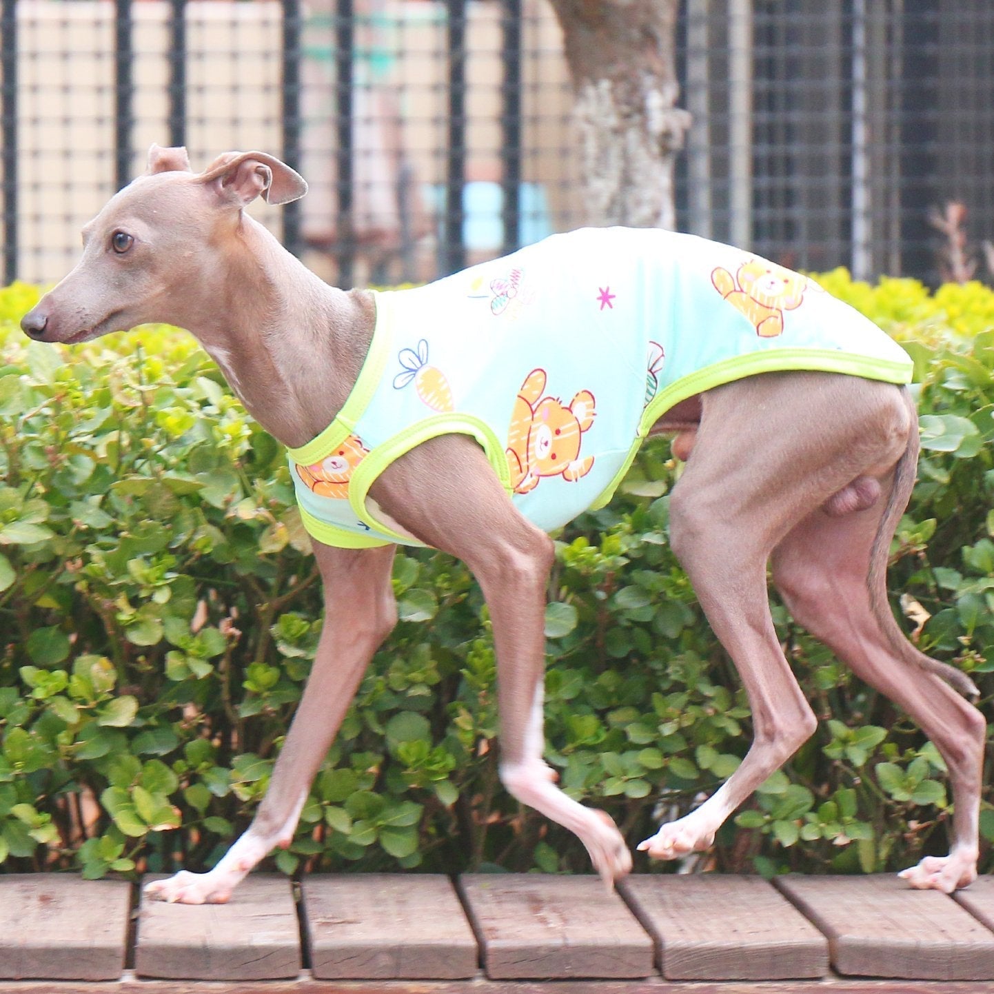 Stretchy Printed Milk Silk Dog Tank for Italian Greyhound - PIKAPIKA