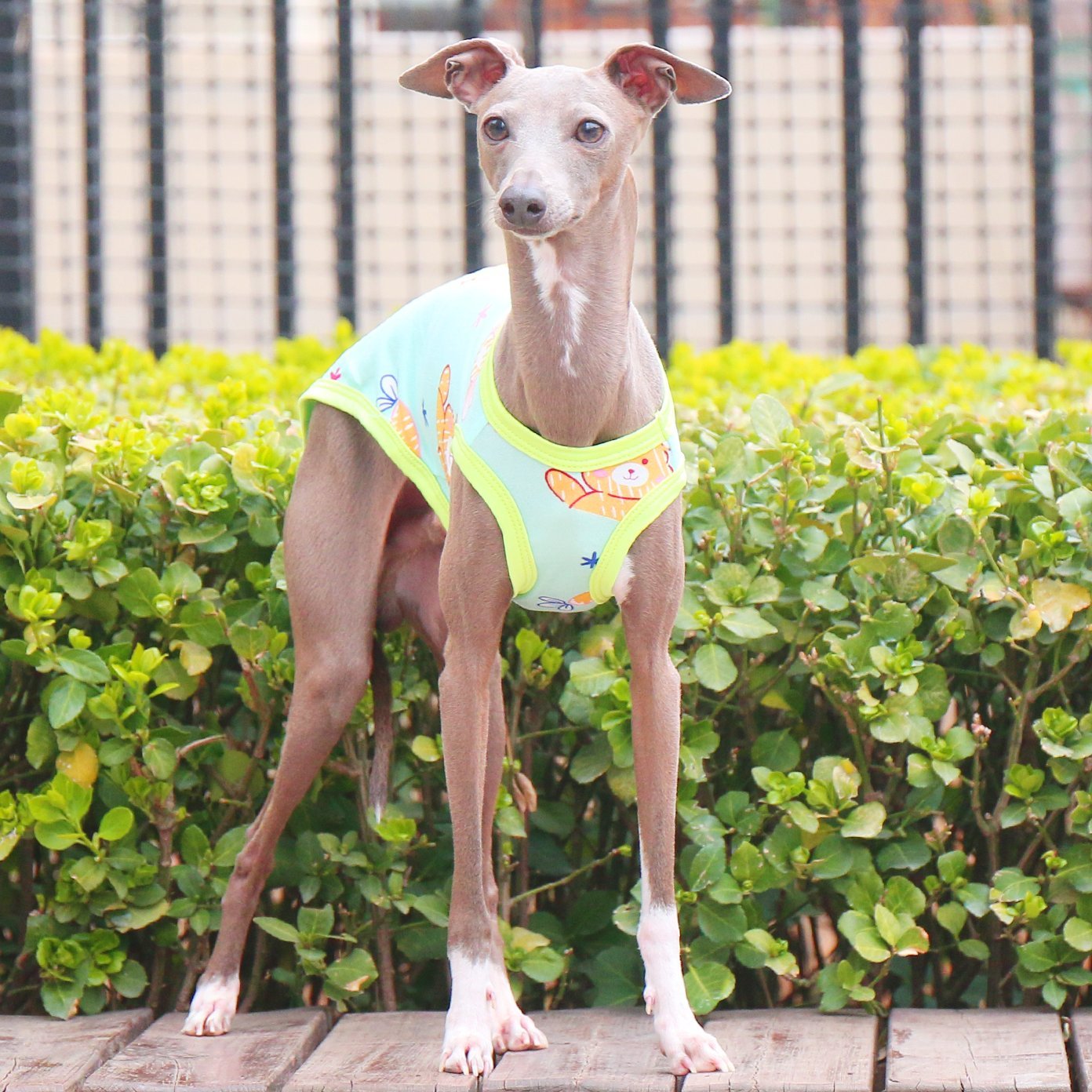 Stretchy Printed Milk Silk Dog Tank for Italian Greyhound - PIKAPIKA