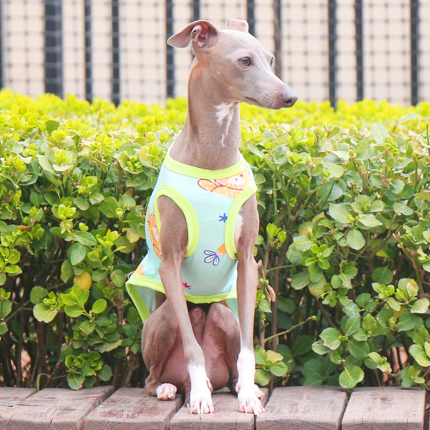 Stretchy Printed Milk Silk Dog Tank for Italian Greyhound - PIKAPIKA