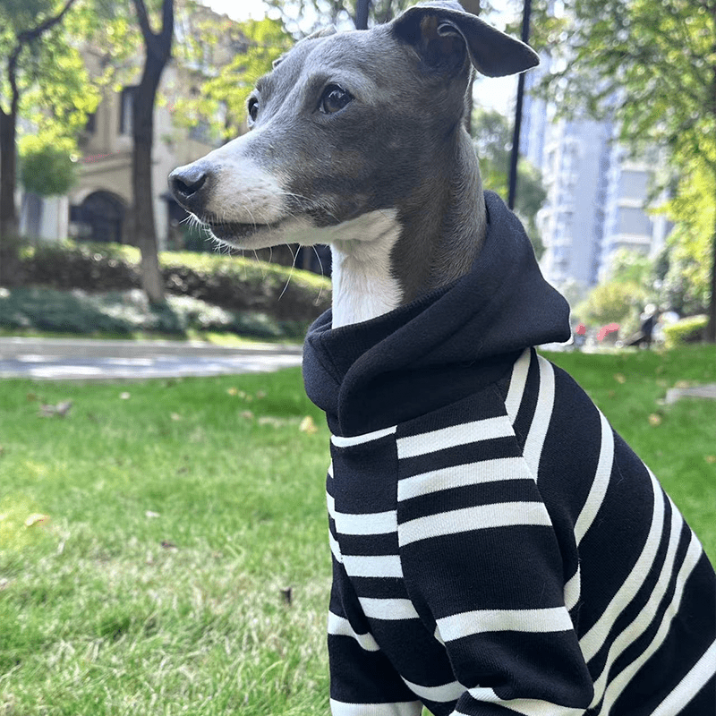 Stripe Black Hoodie Italian greyhound Dog Clothes - PIKAPIKA