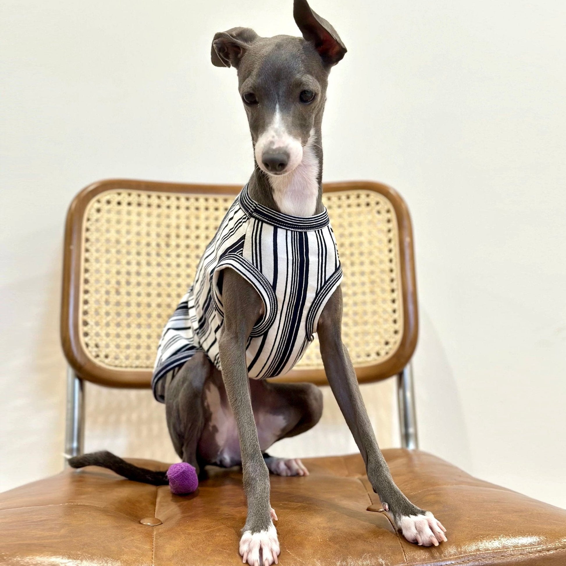 Stripe Shirt Tank Top Italian Greyhound Whippet Dog Clothes - PIKAPIKA