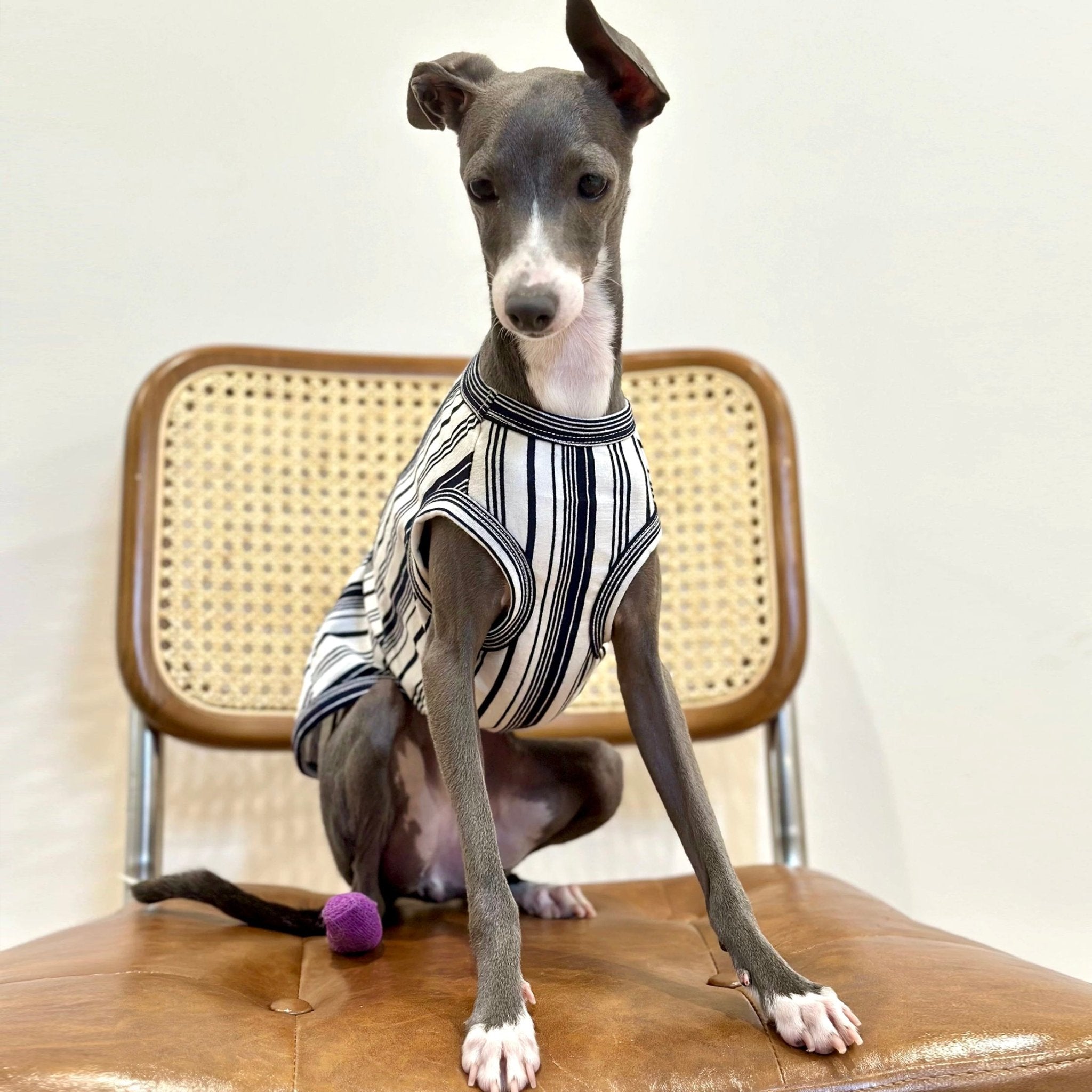 Stripe Shirt Tank Top Italian Greyhound Whippet Dog Clothes - PIKAPIKA