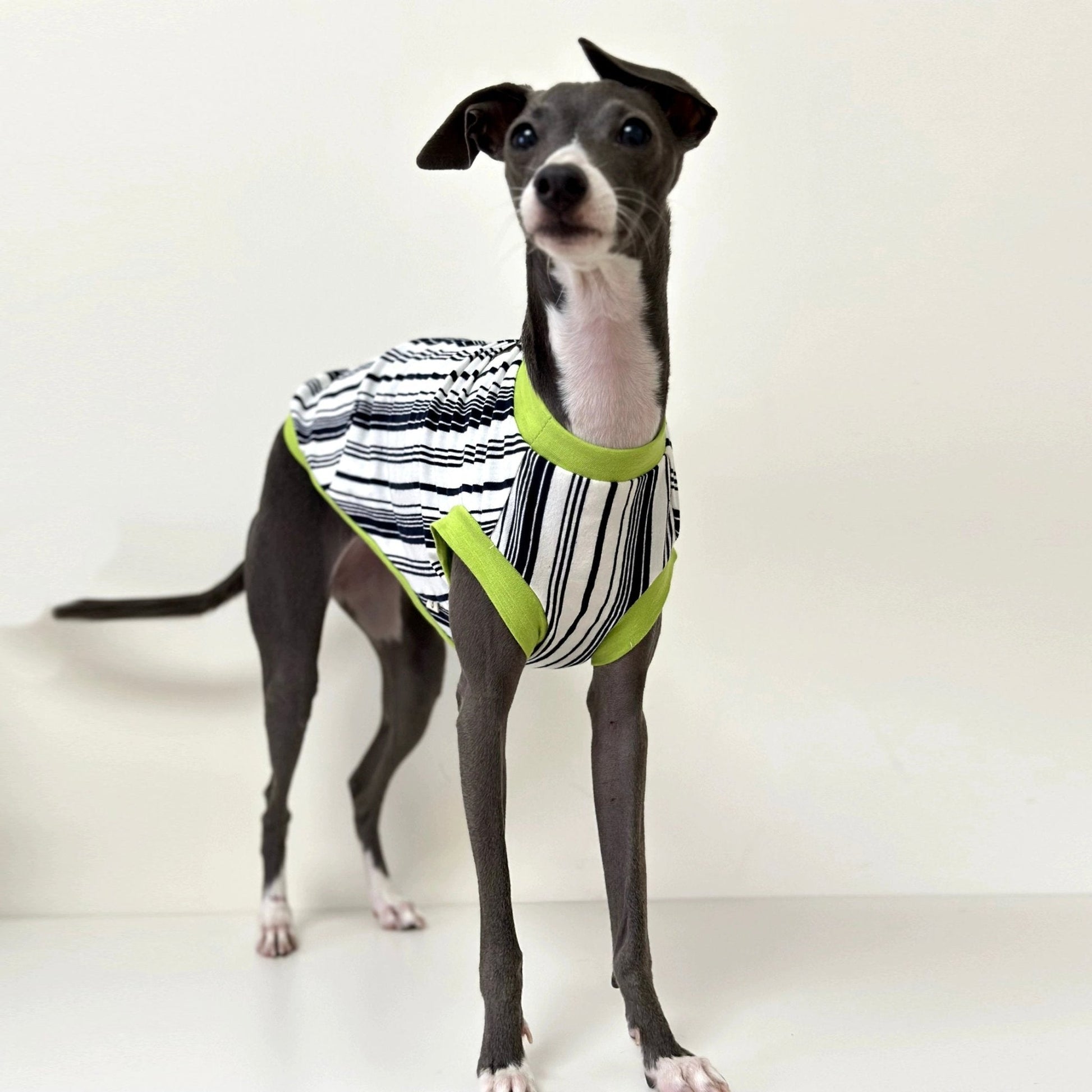 Stripe Shirt Tank Top Italian Greyhound Whippet Dog Clothes - PIKAPIKA