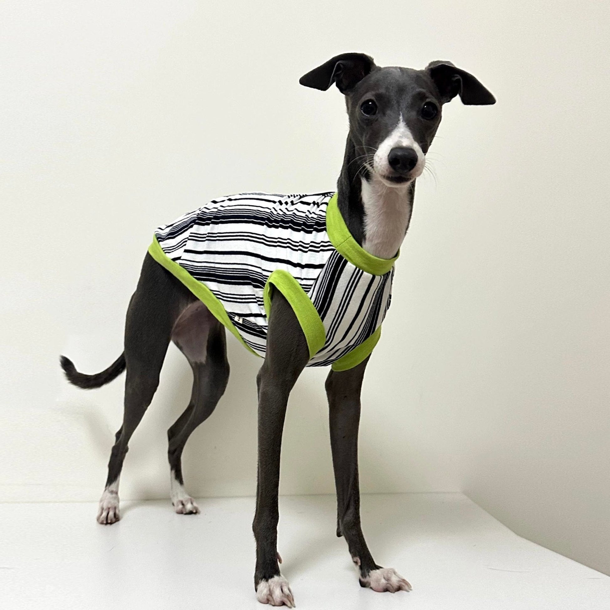 Stripe Shirt Tank Top Italian Greyhound Whippet Dog Clothes - PIKAPIKA