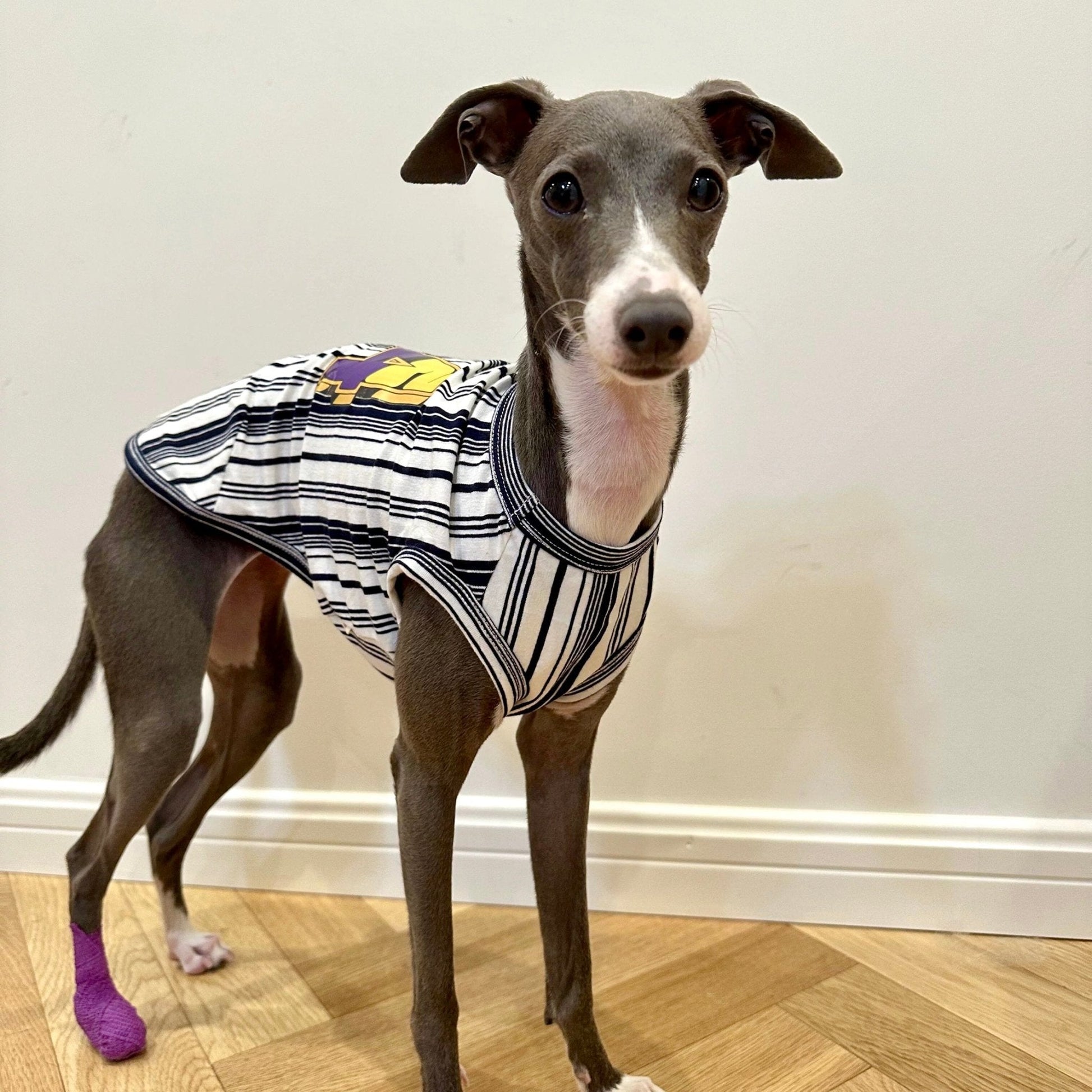 Stripe Shirt Tank Top Italian Greyhound Whippet Dog Clothes - PIKAPIKA