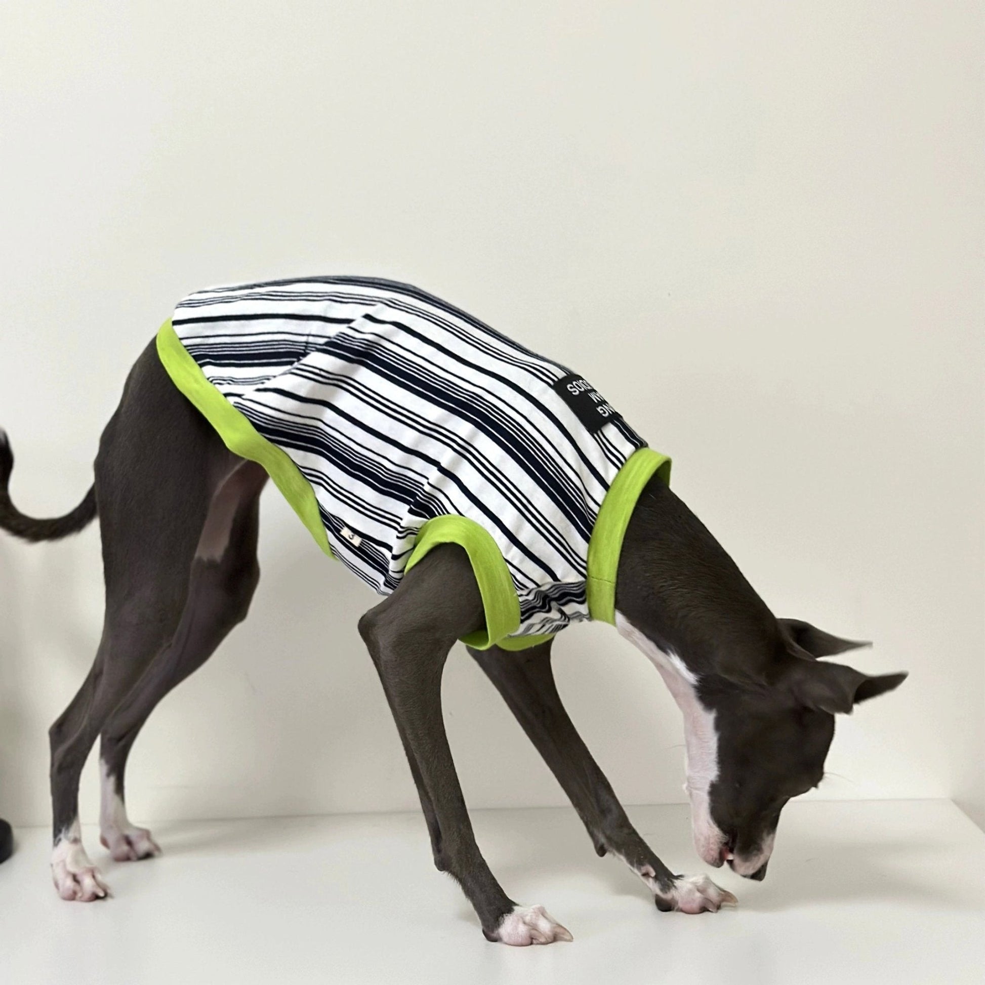 Stripe Shirt Tank Top Italian Greyhound Whippet Dog Clothes - PIKAPIKA