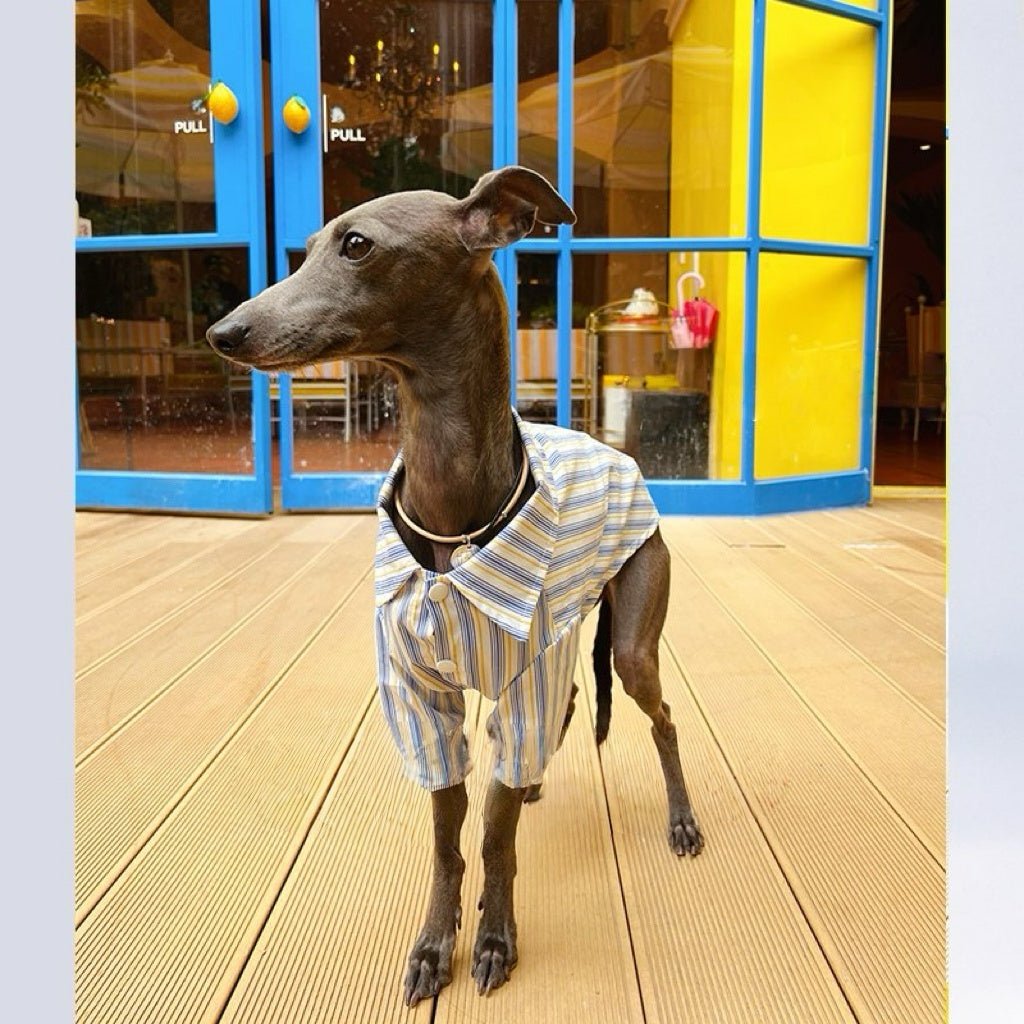 Striped Casual Shirt Summer Outfit for Sighthounds - PIKAPIKA