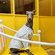 Striped Casual Shirt Summer Outfit for Sighthounds - PIKAPIKA