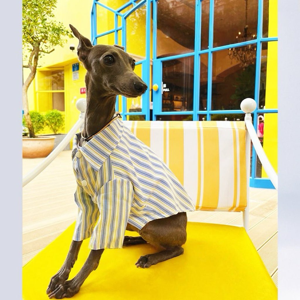 Striped Casual Shirt Summer Outfit for Sighthounds - PIKAPIKA